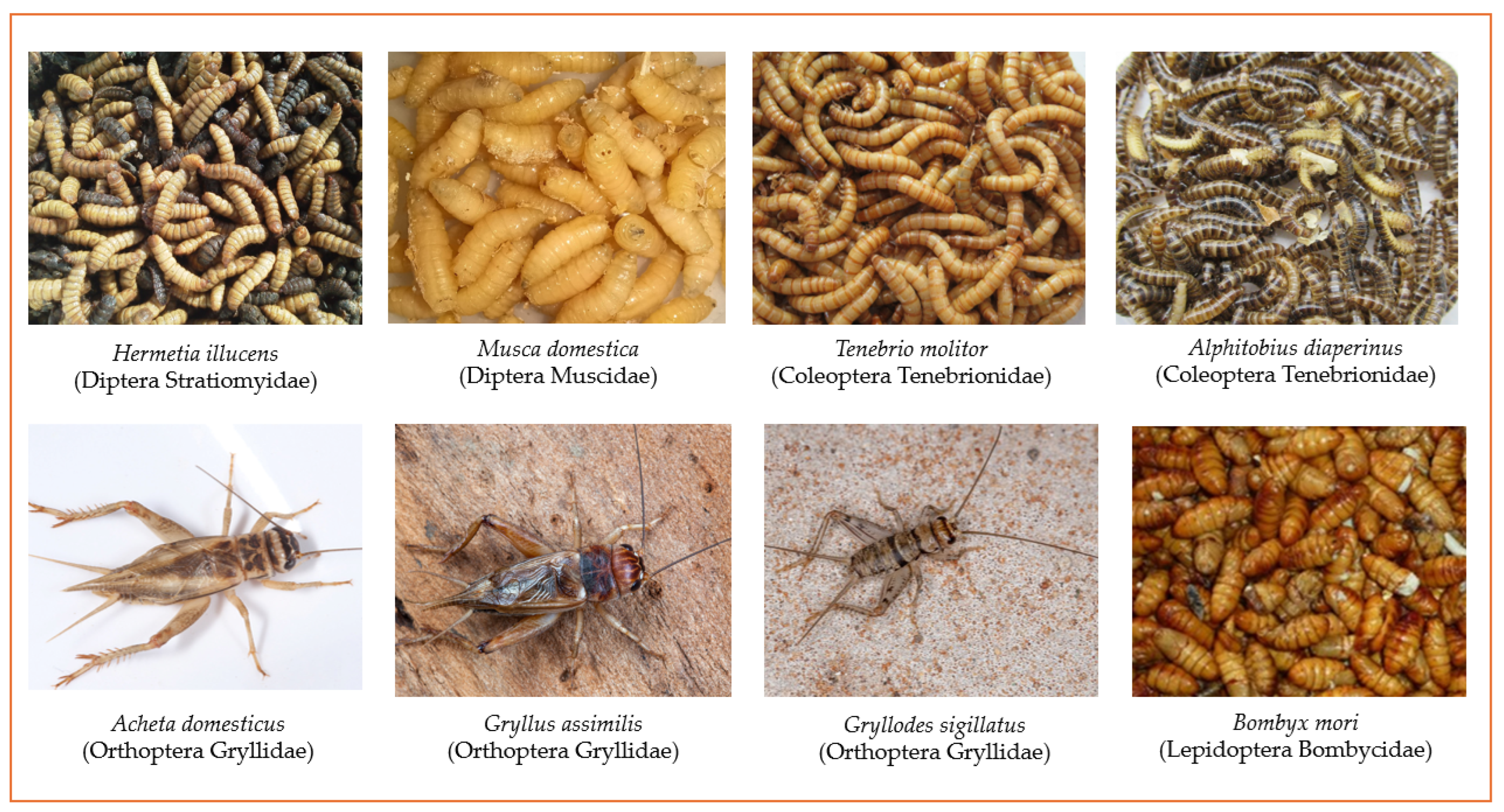 Insects 16 00799 g003