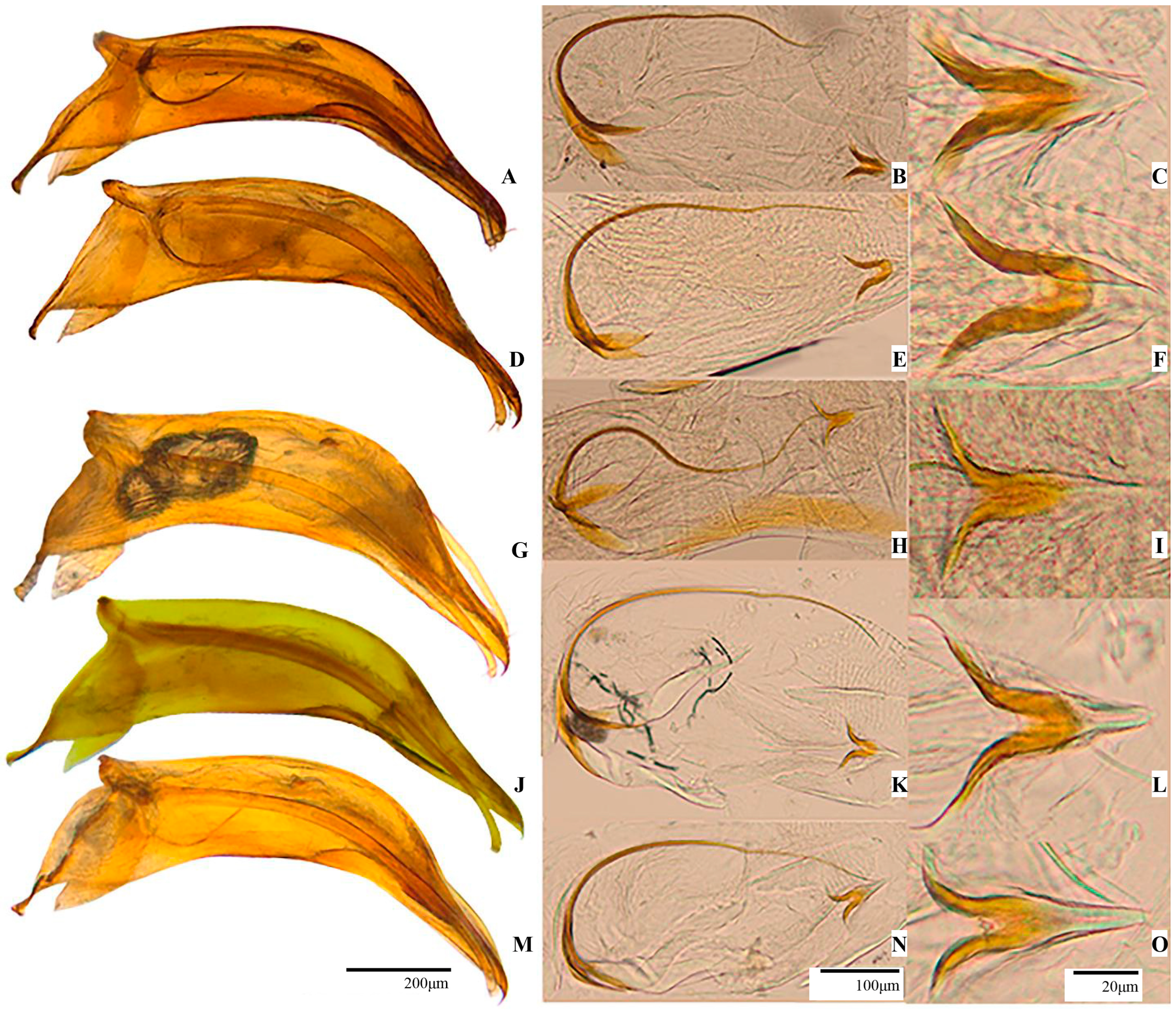 Insects 16 00806 g004