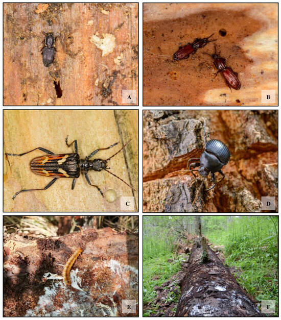 Integrated Sampling Approaches Enhance Assessment of Saproxylic