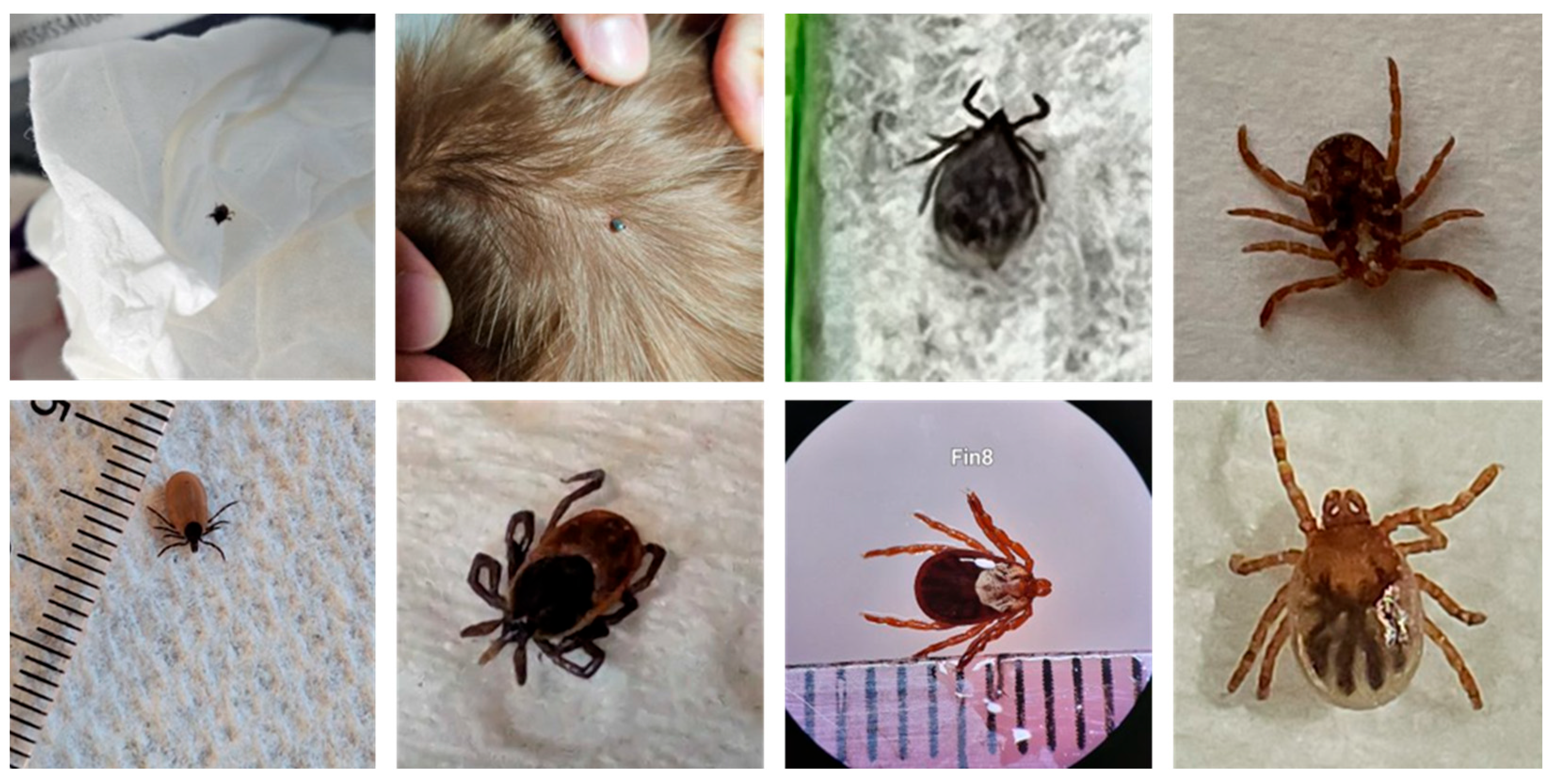 Insects 16 00813 g001