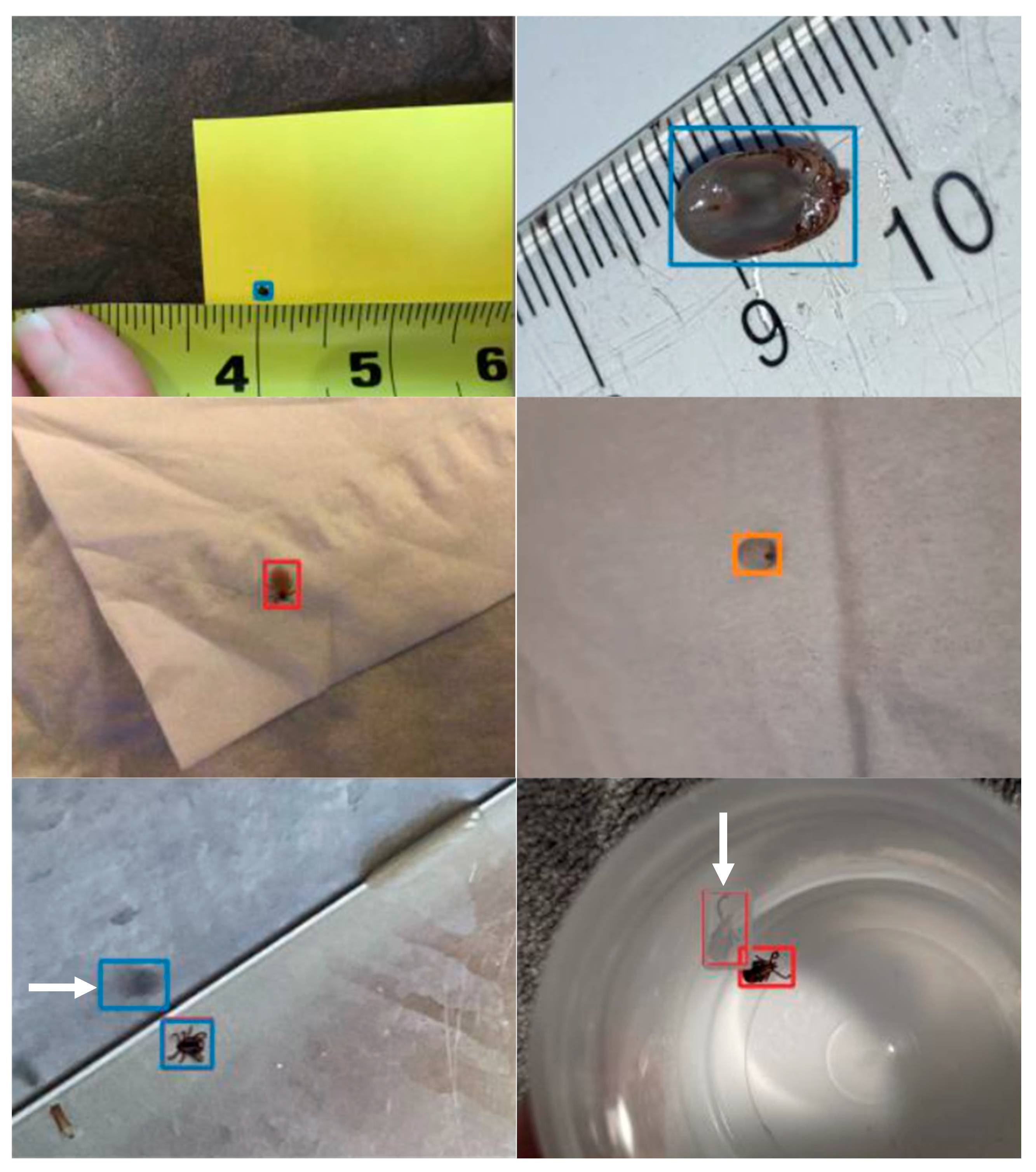 Insects 16 00813 g003