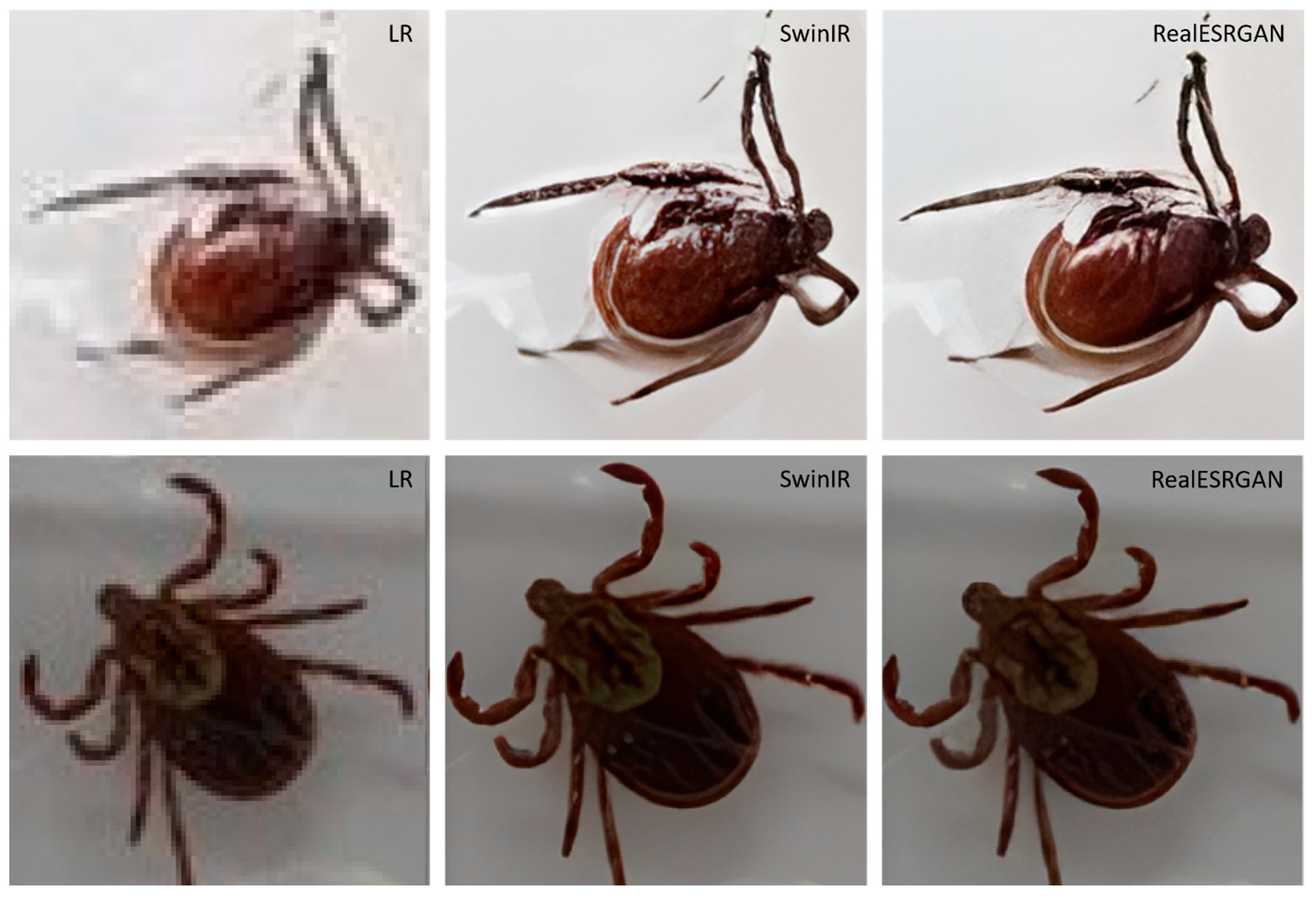 Insects 16 00813 g004