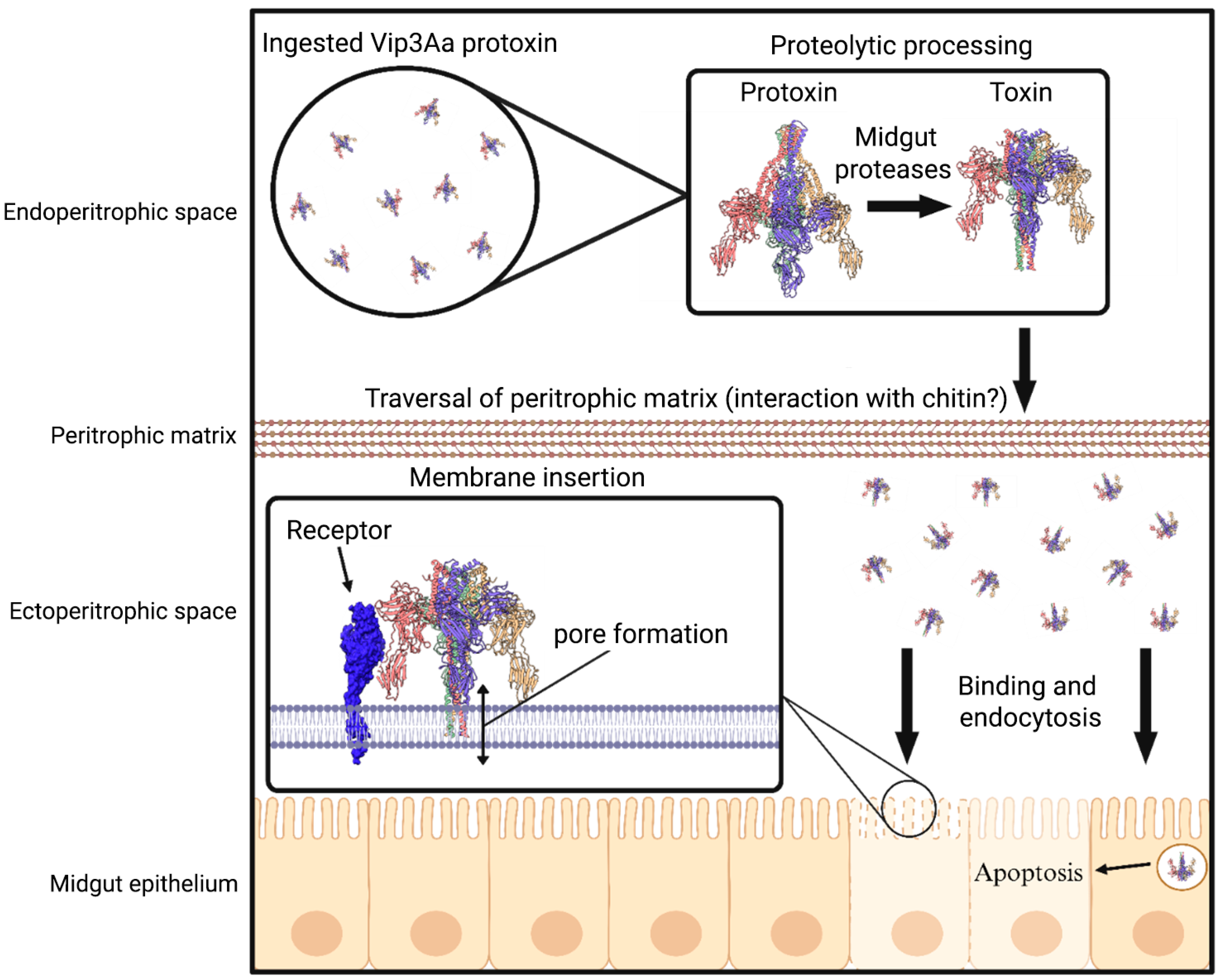 Insects 16 00820 g001 Insects 16 00820 g001