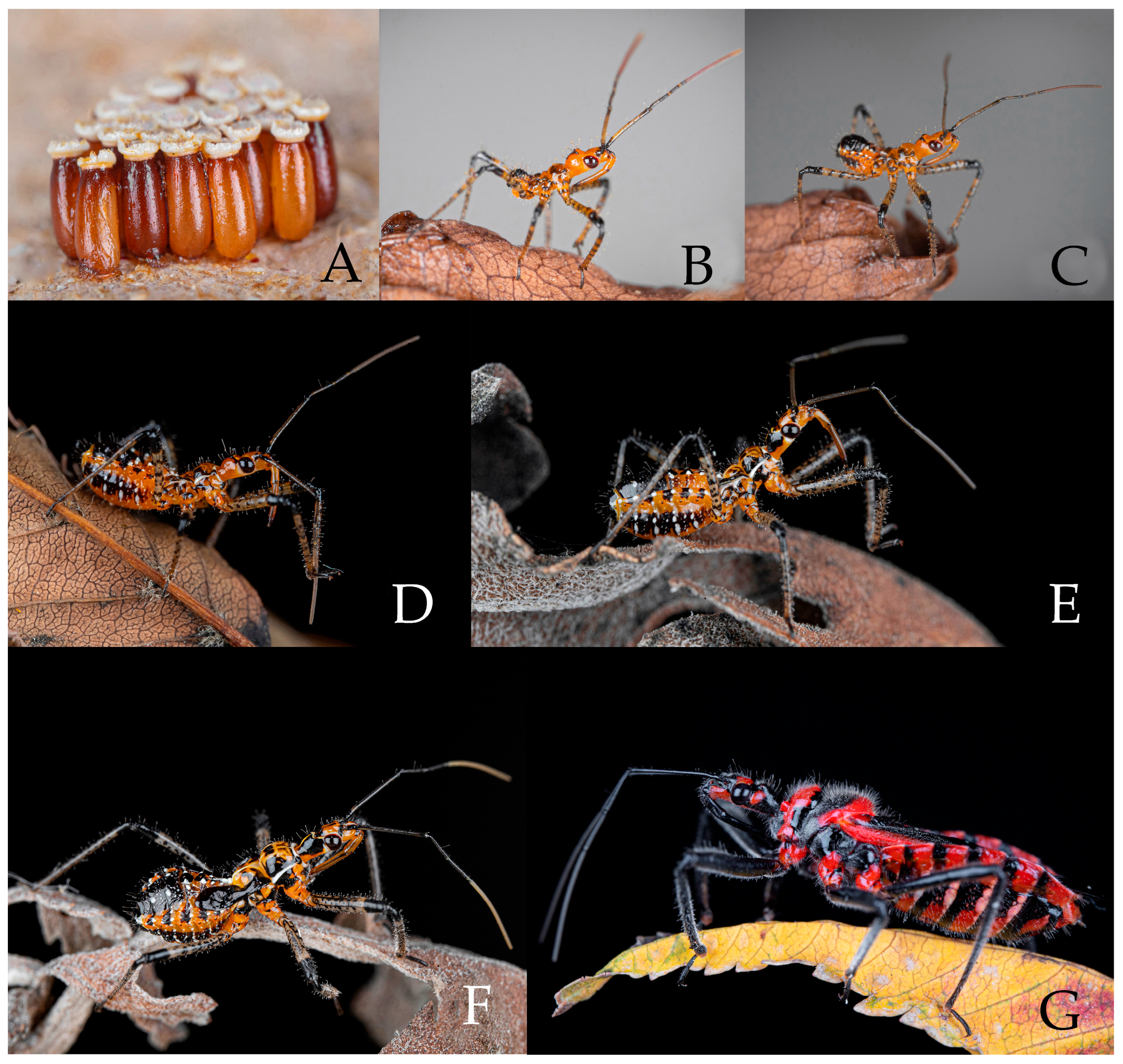 Insects 16 00823 g010