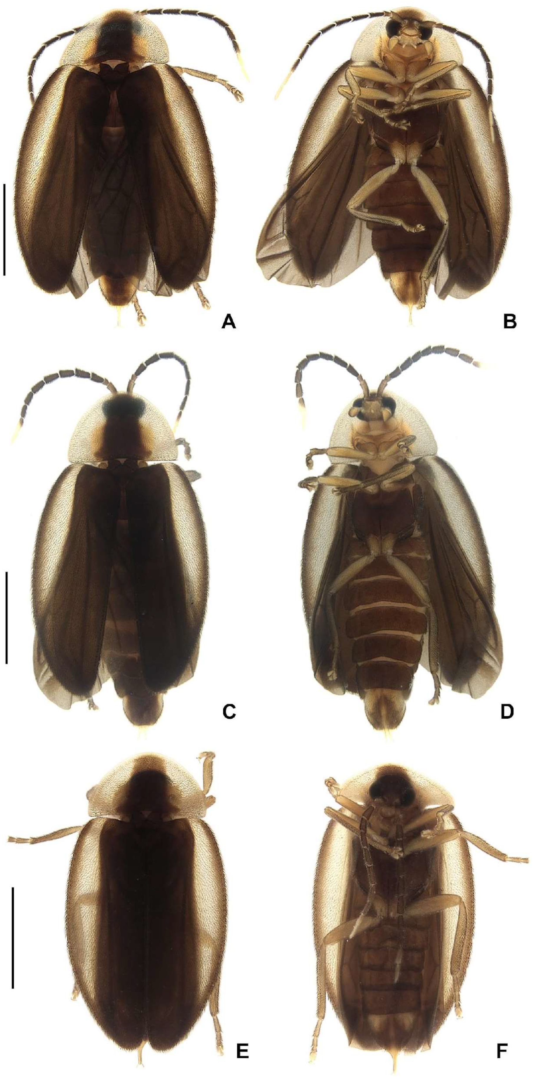 Insects 16 00824 g008