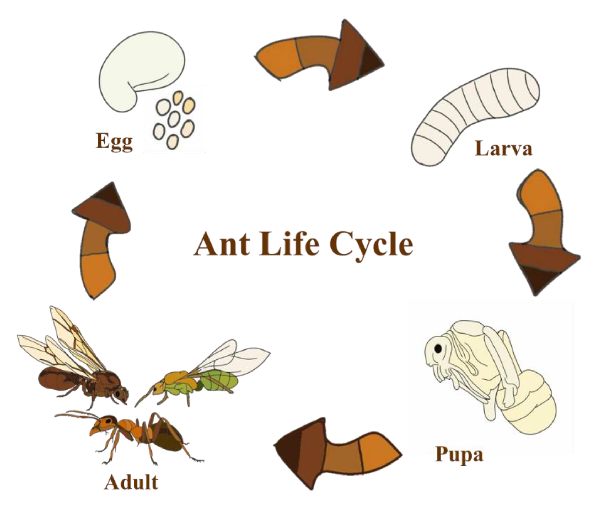Insects 16 00827 g001 Insects 16 00827 g001