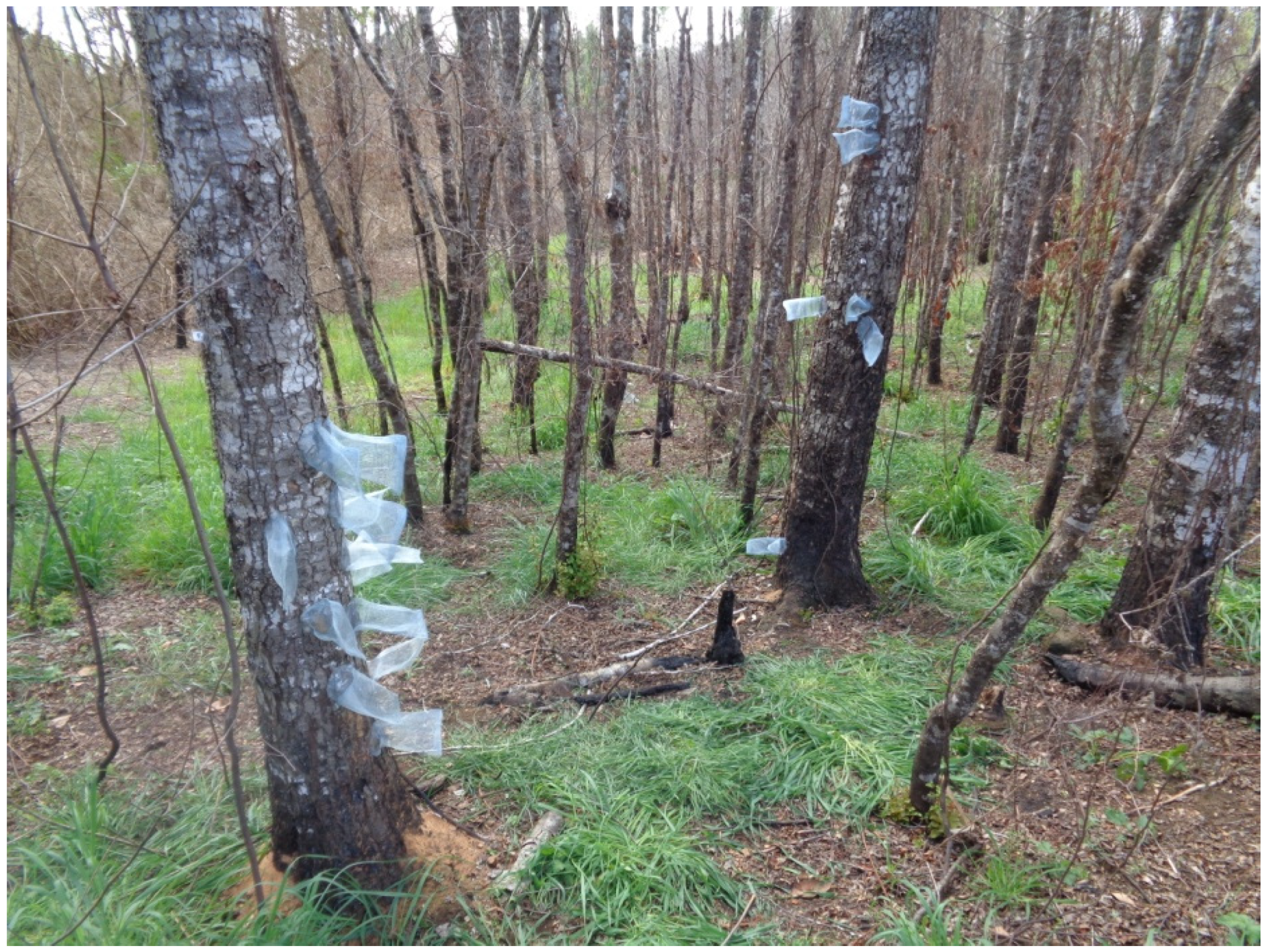 Insects 16 00847 g001 Insects 16 00847 g001