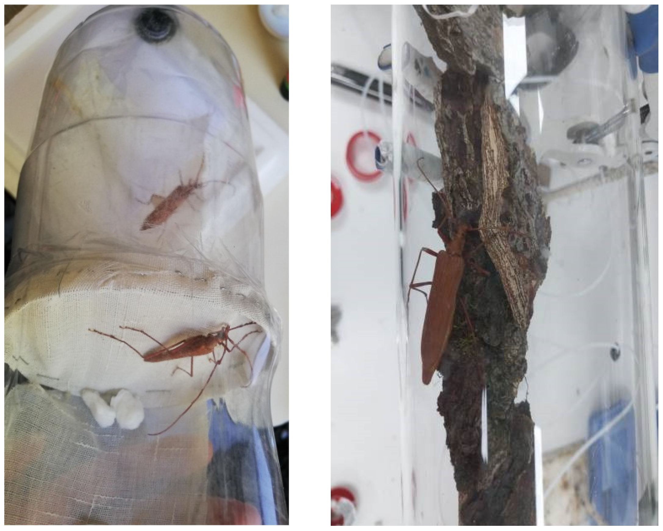 Insects 16 00847 g003 Insects 16 00847 g003