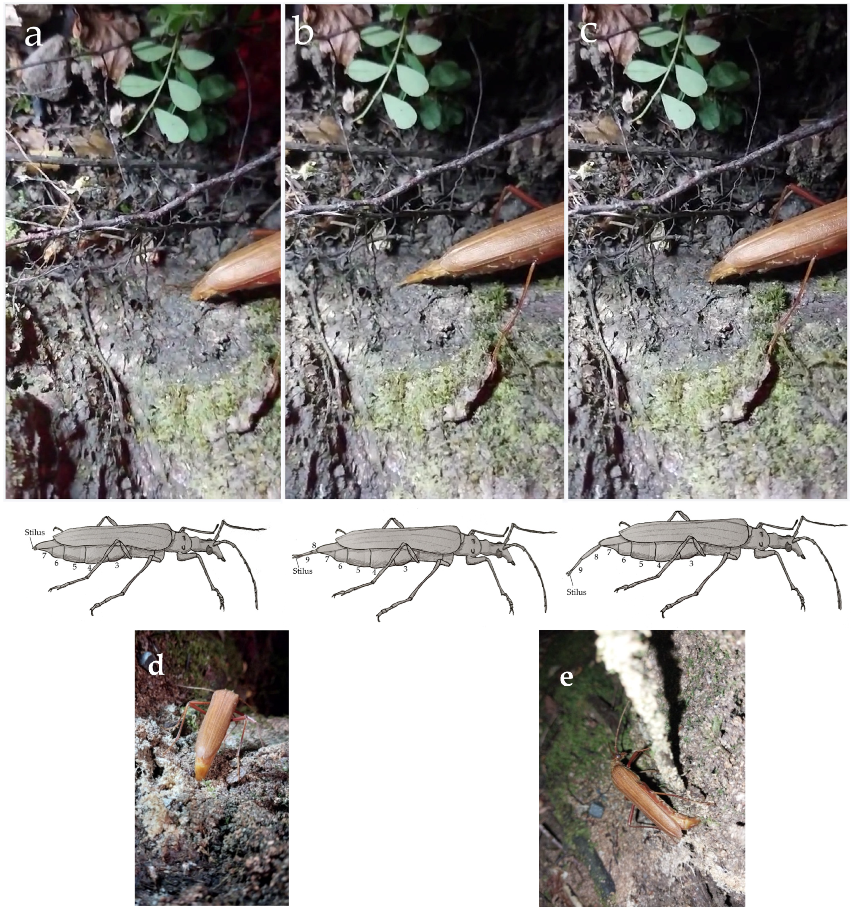 Insects 16 00847 g004 Insects 16 00847 g004