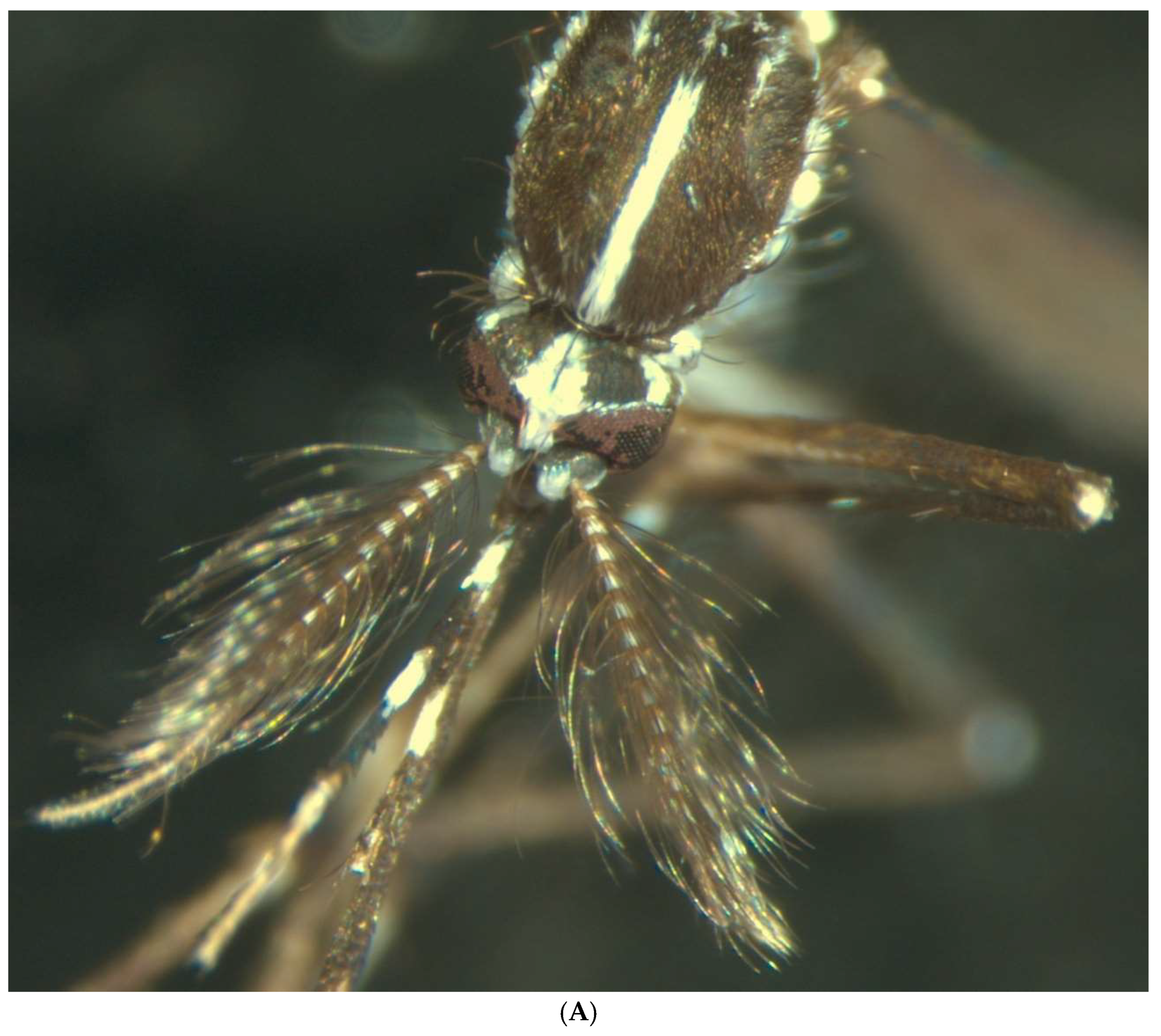 Insects 16 00852 g001a Insects 16 00852 g001a