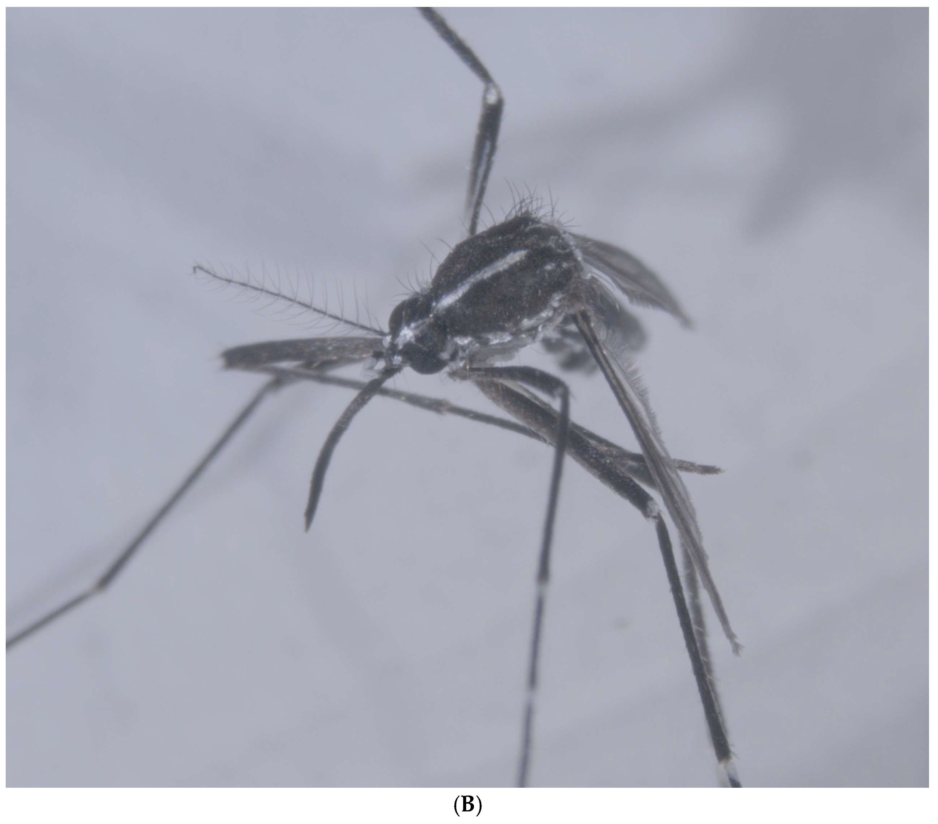 Insects 16 00852 g001b Insects 16 00852 g001b