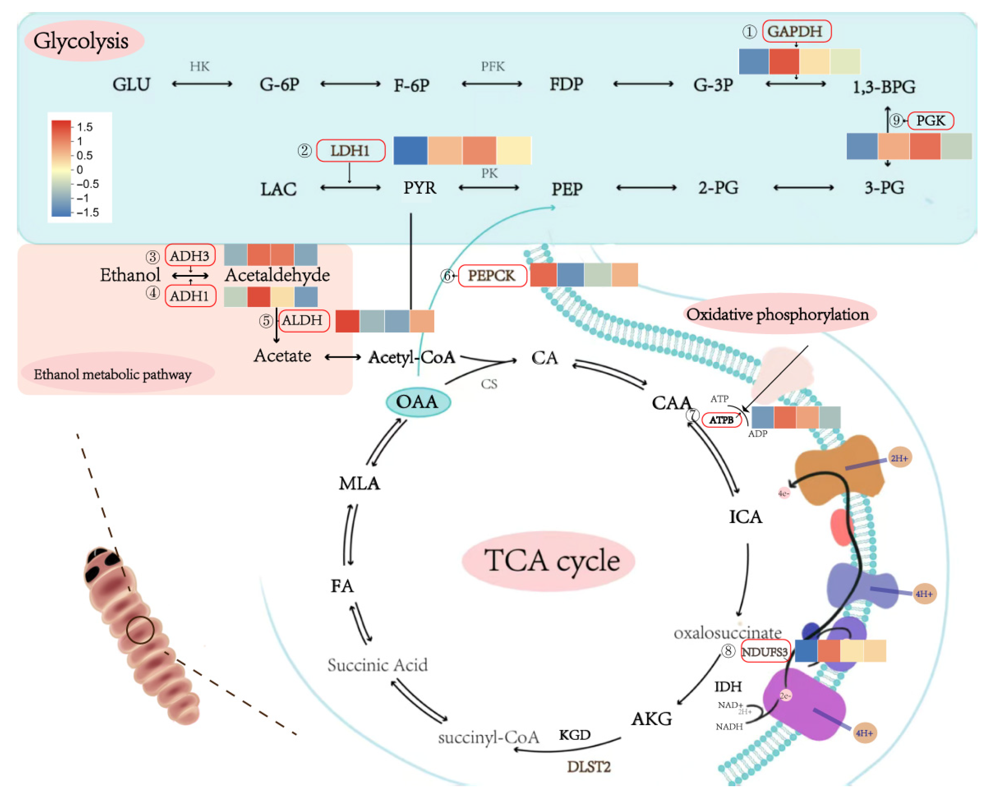 Insects 16 00864 g007 Insects 16 00864 g007