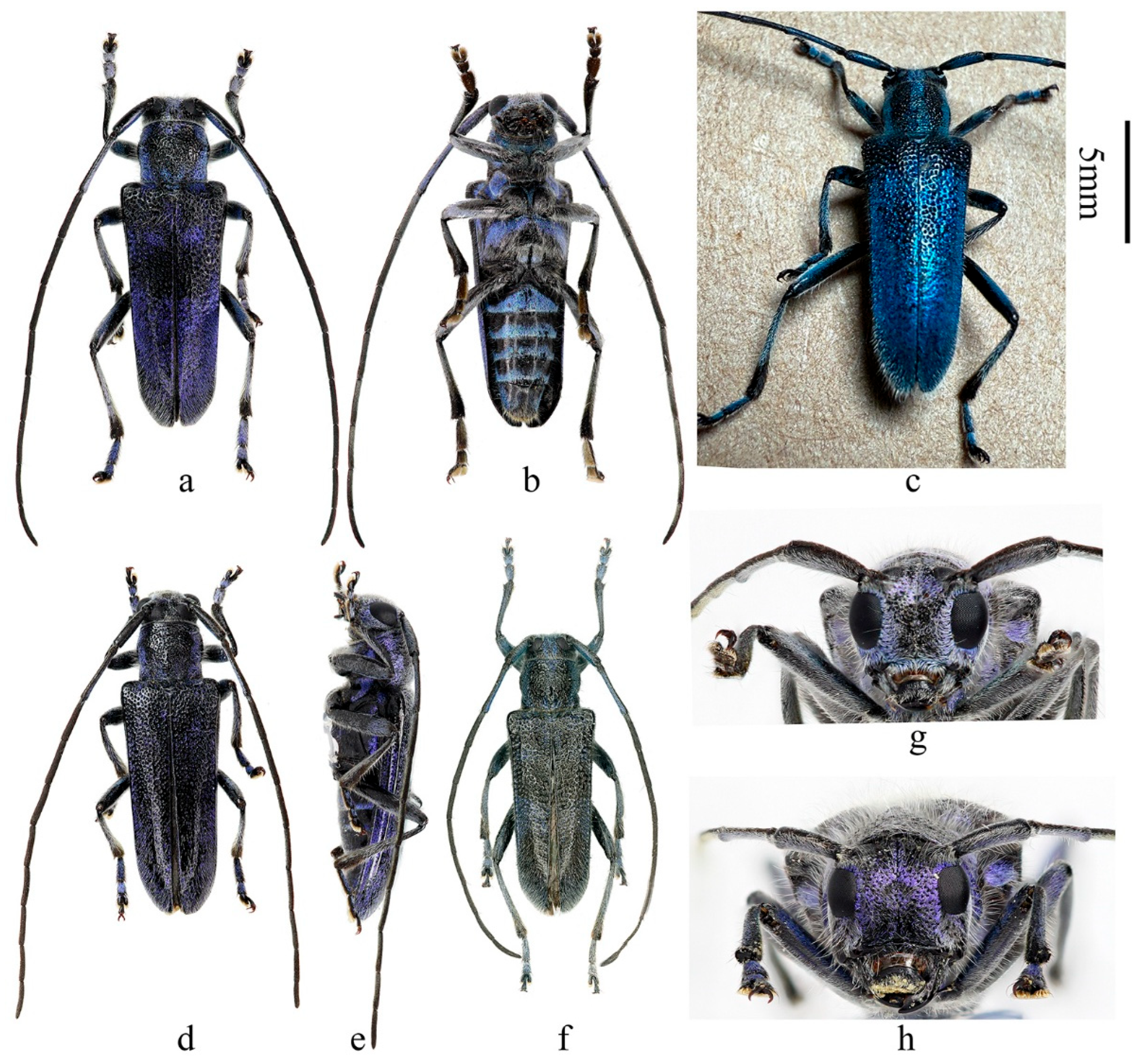 Insects 16 00867 g002