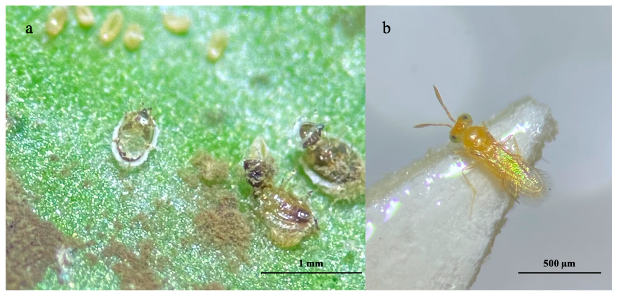 Insects 16 00891 g003 Insects 16 00891 g003