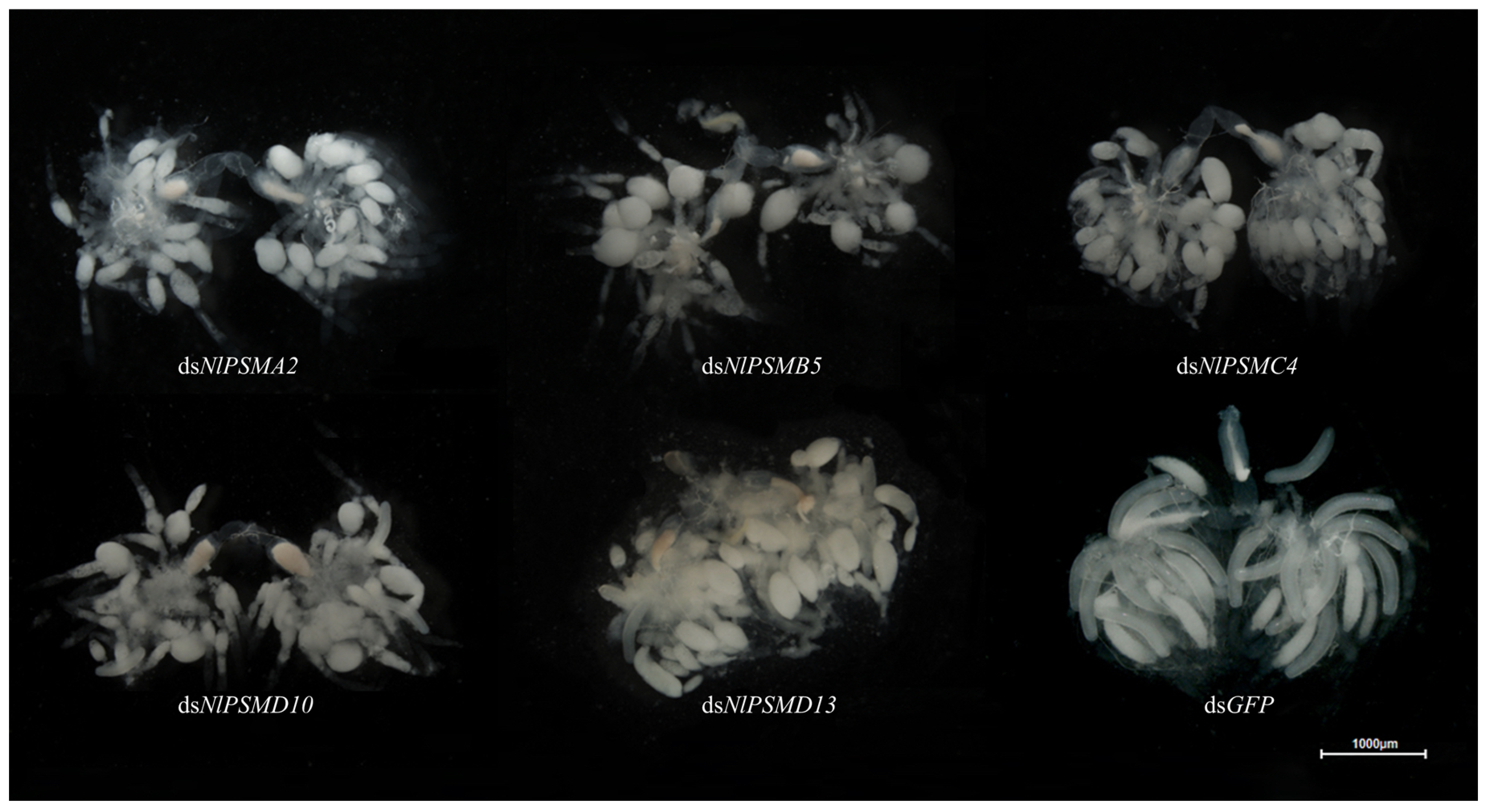 Insects 16 00895 g003