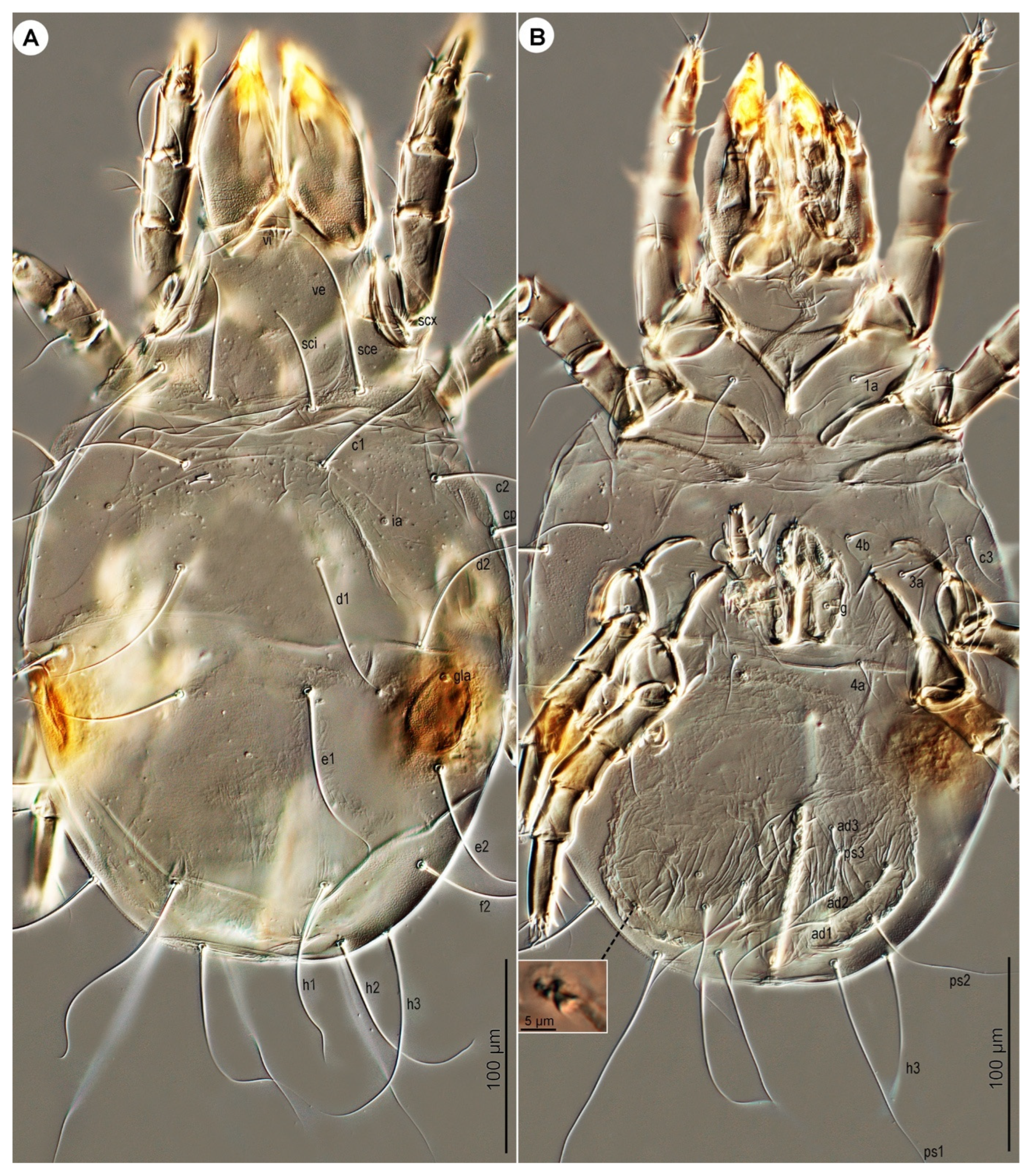 Insects 16 00896 g003