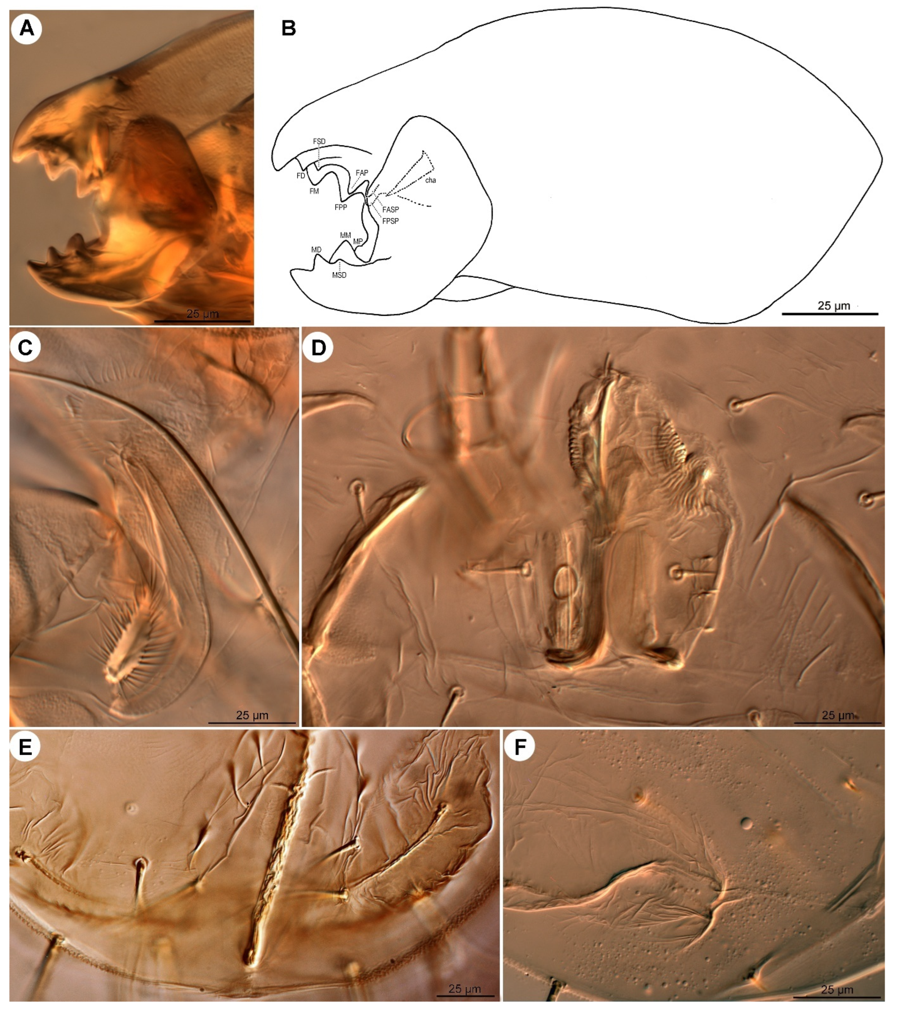 Insects 16 00896 g004