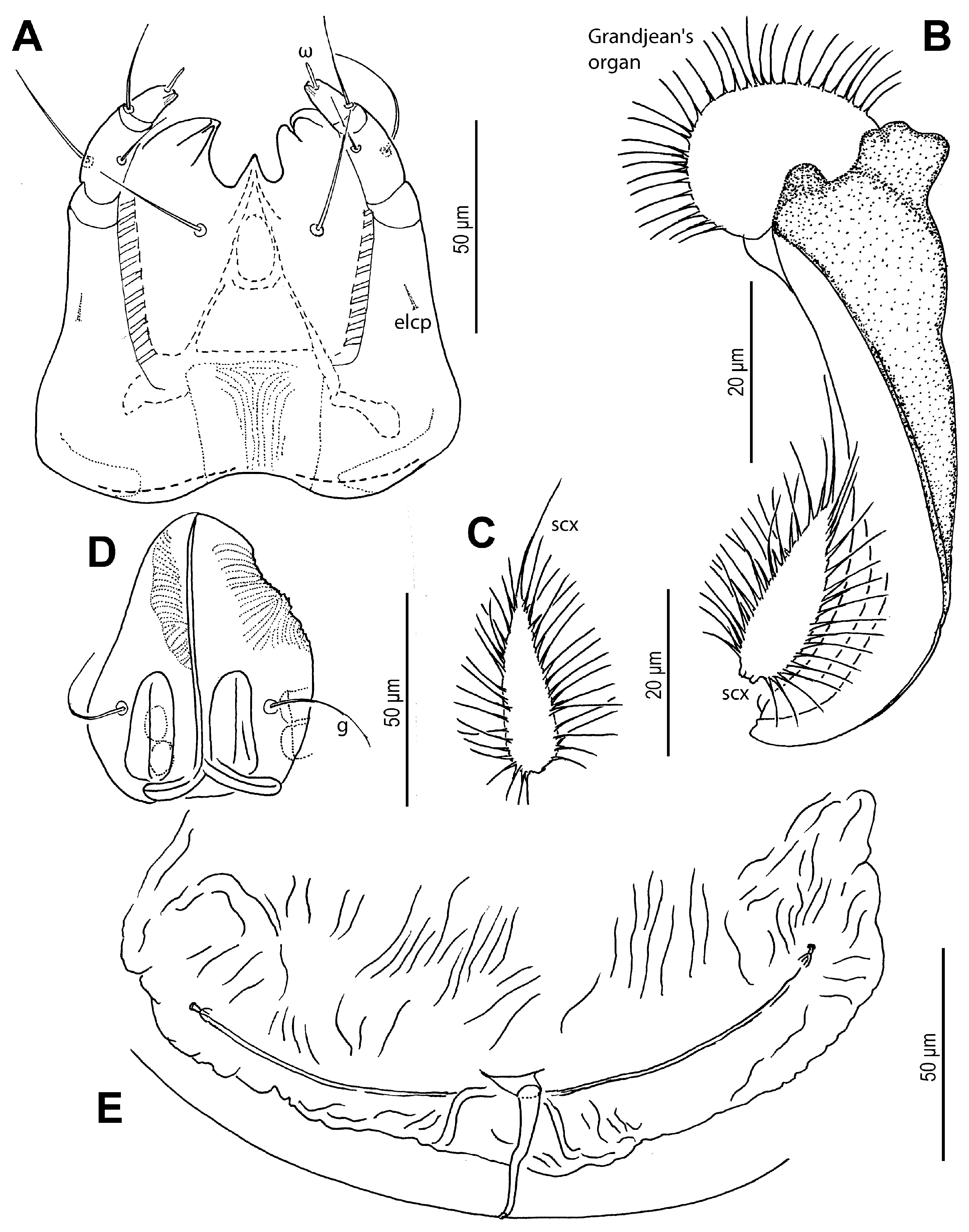 Insects 16 00896 g005