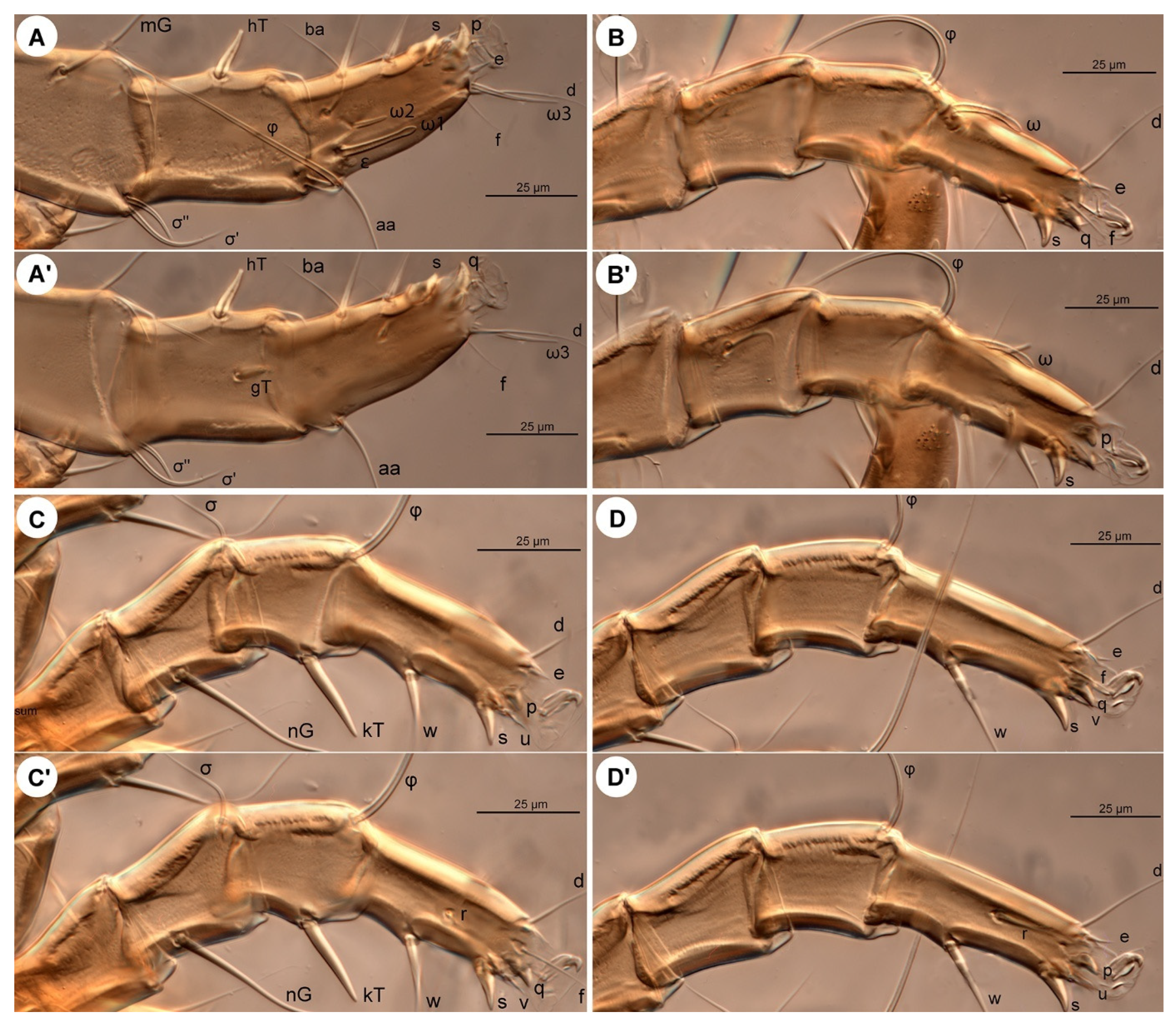 Insects 16 00896 g007