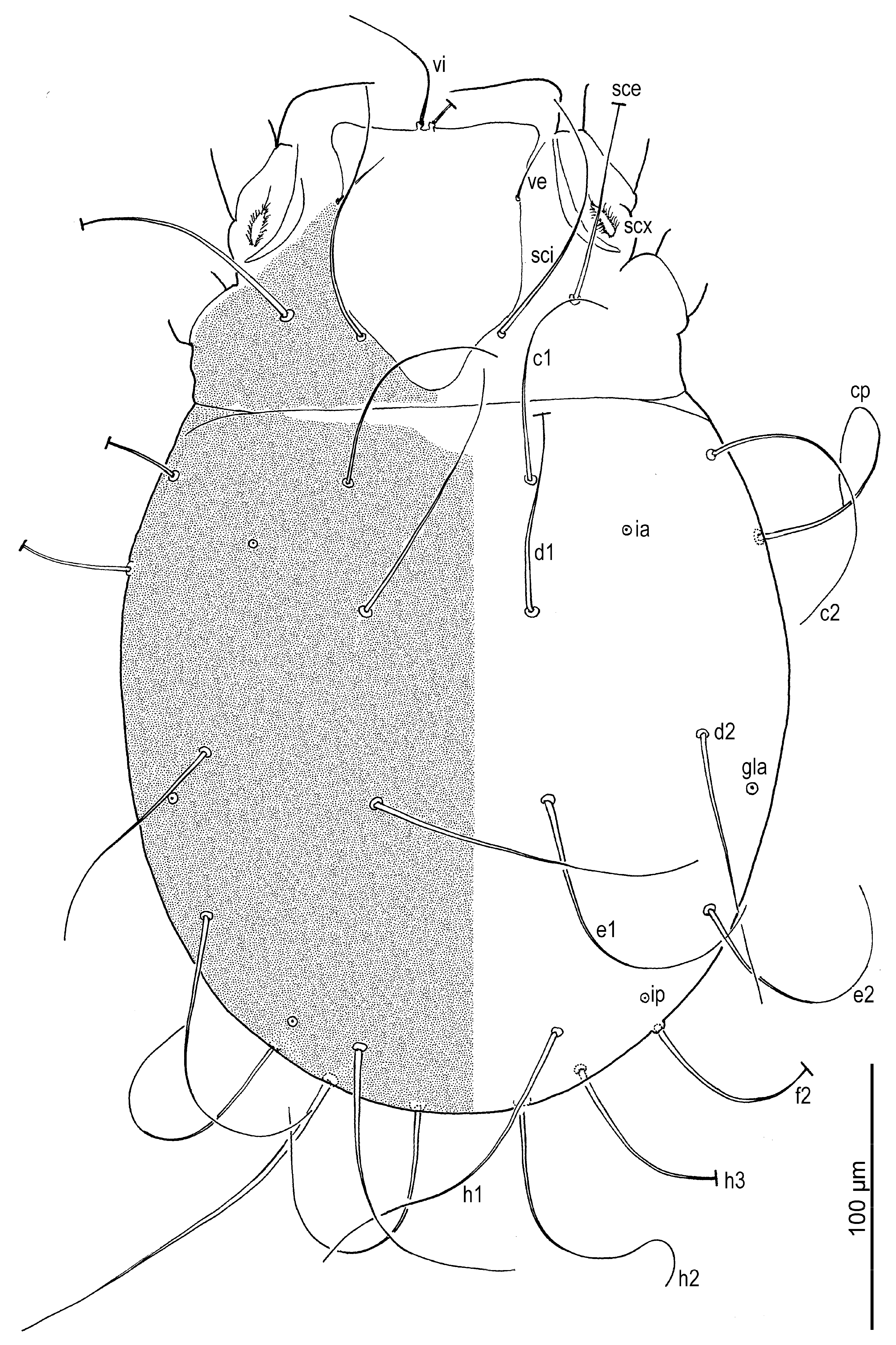 Insects 16 00896 g008