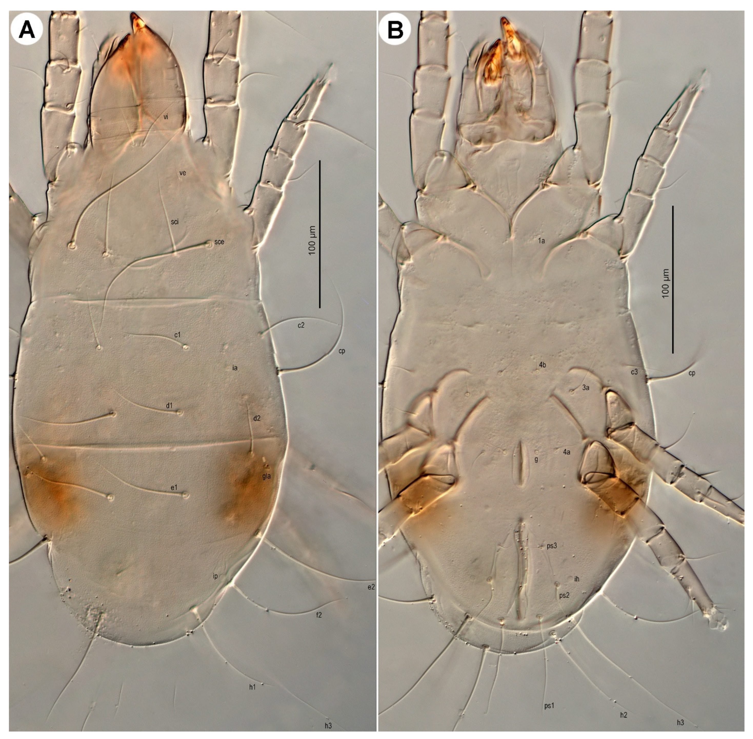 Insects 16 00896 g016