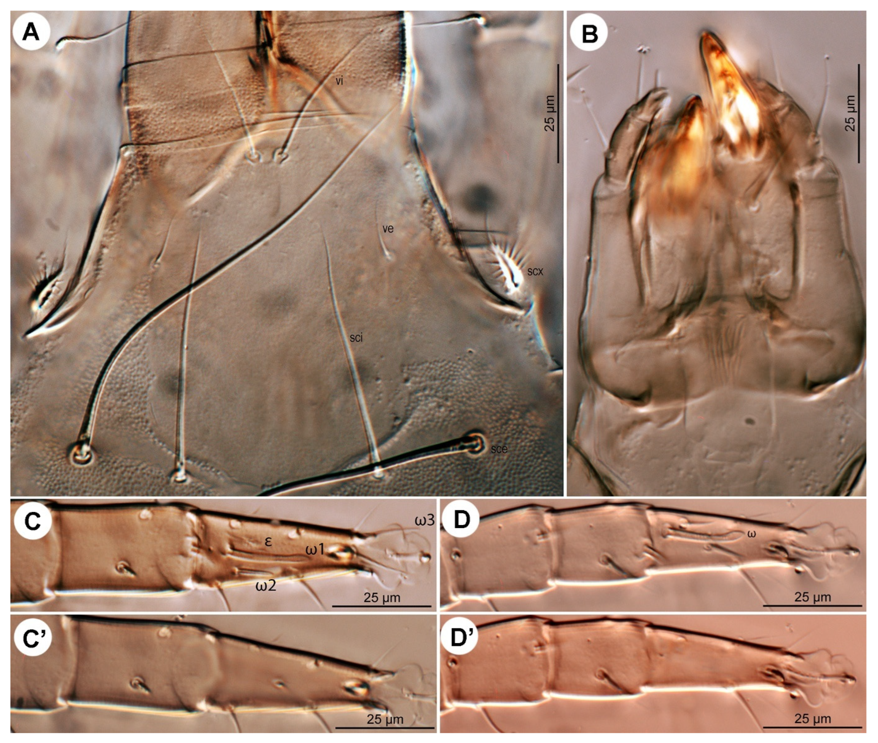 Insects 16 00896 g017