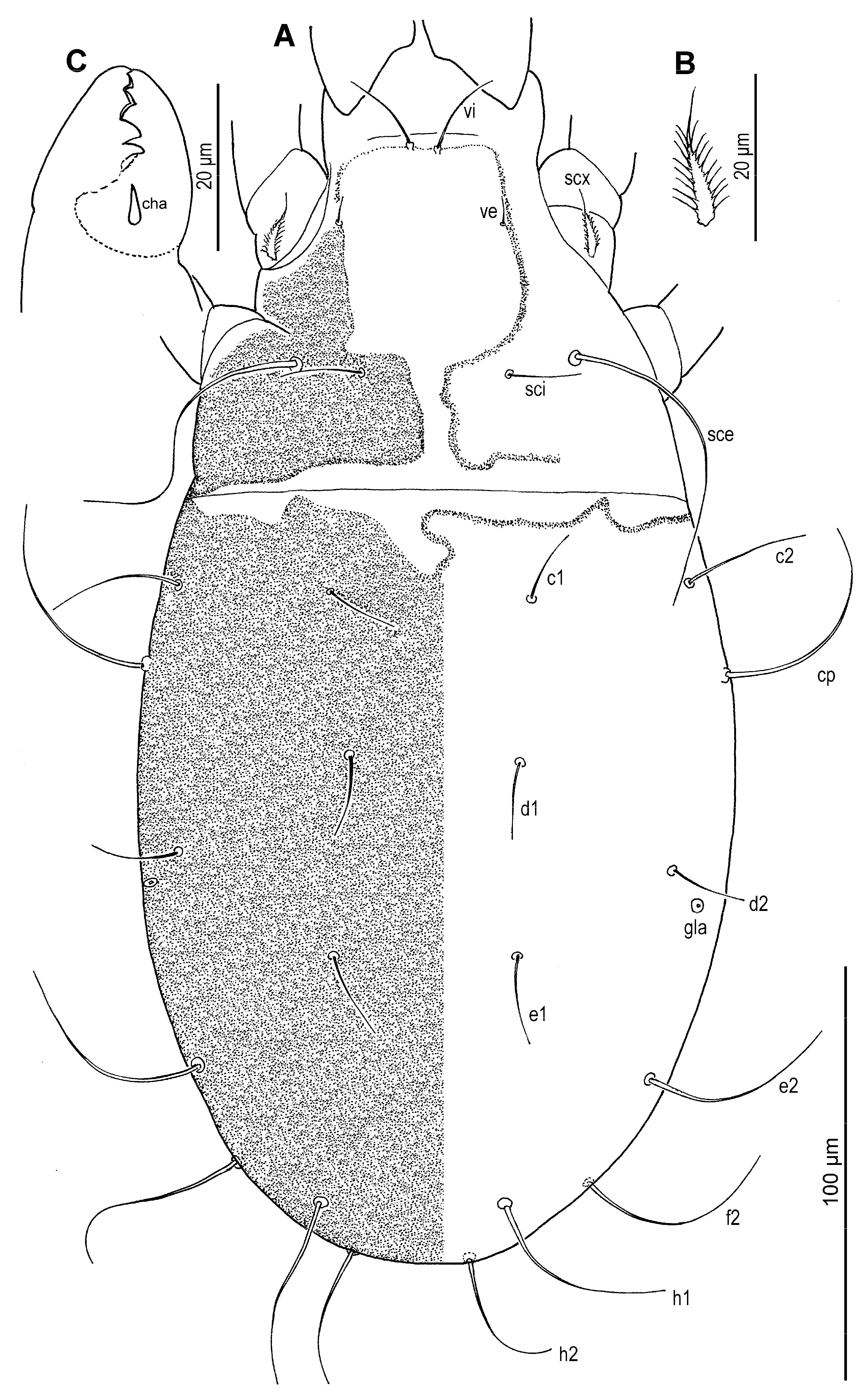 Insects 16 00896 g019