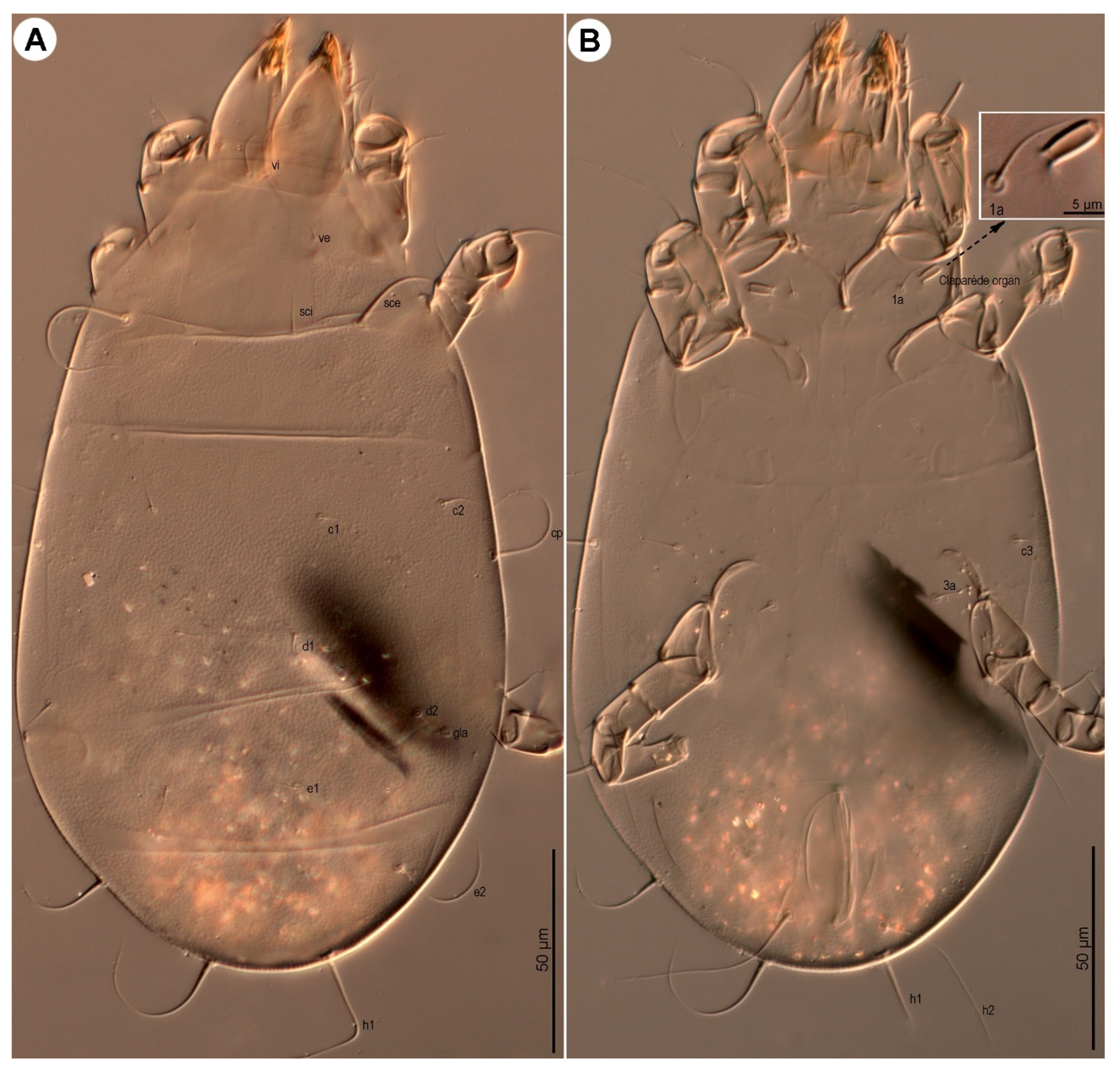 Insects 16 00896 g025