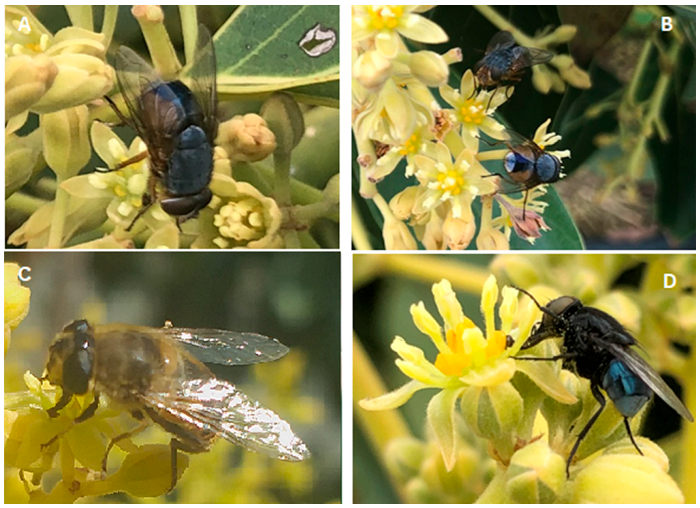 Insects 16 00899 g001 Insects 16 00899 g001