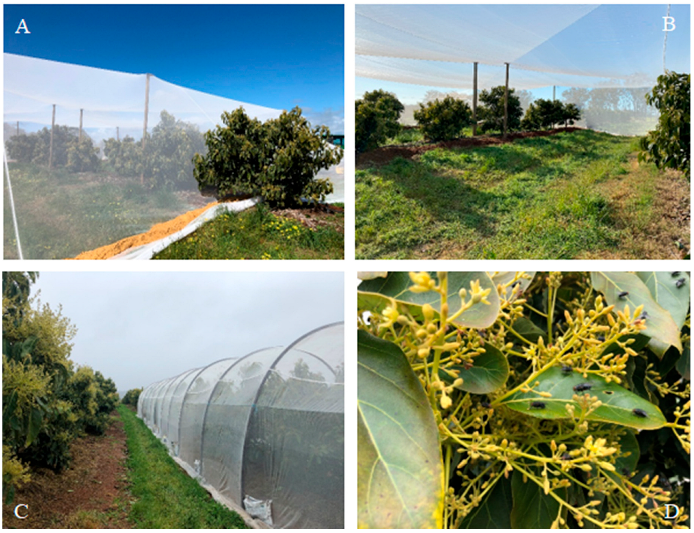 Insects 16 00899 g002 Insects 16 00899 g002