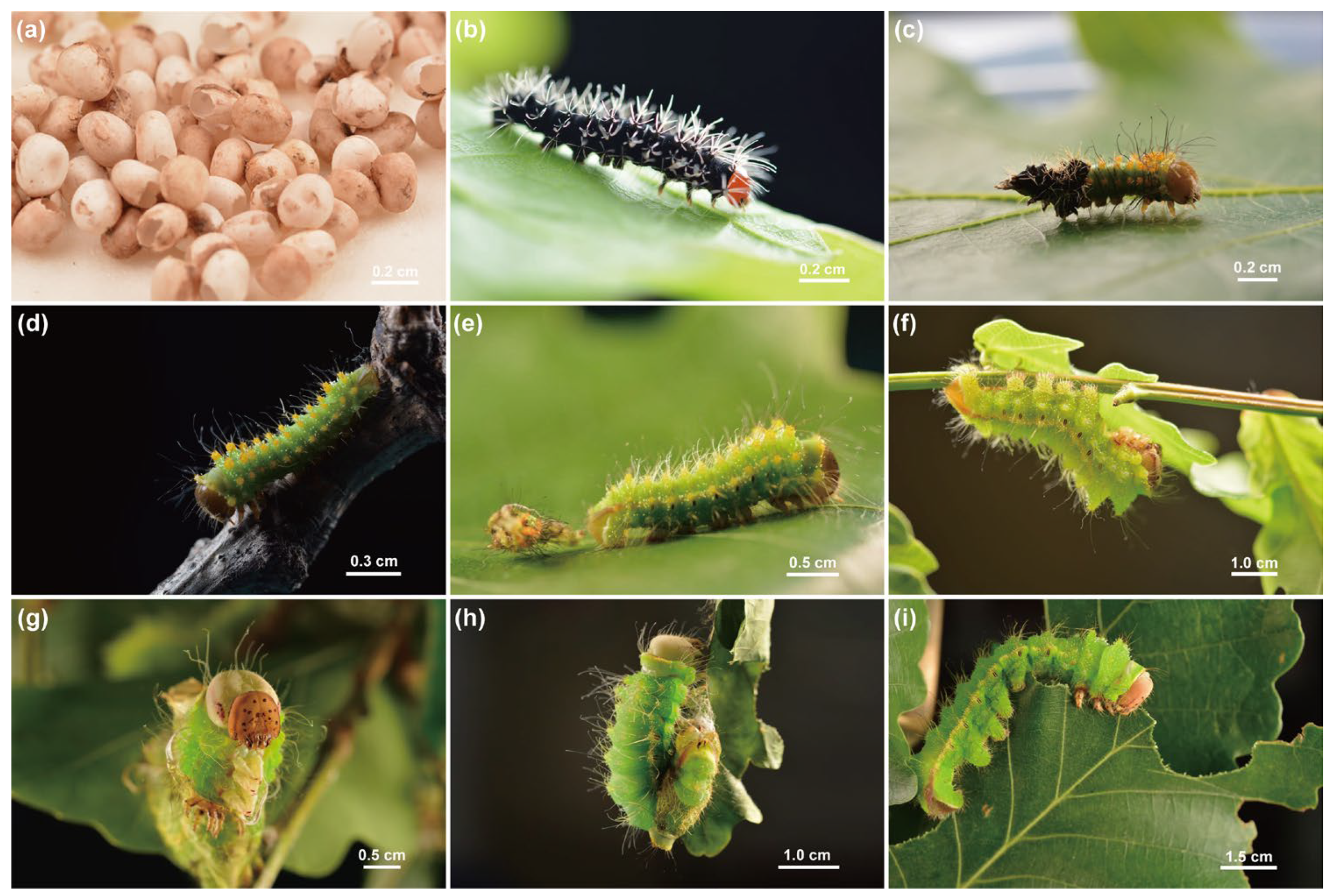 Insects 16 00909 g001