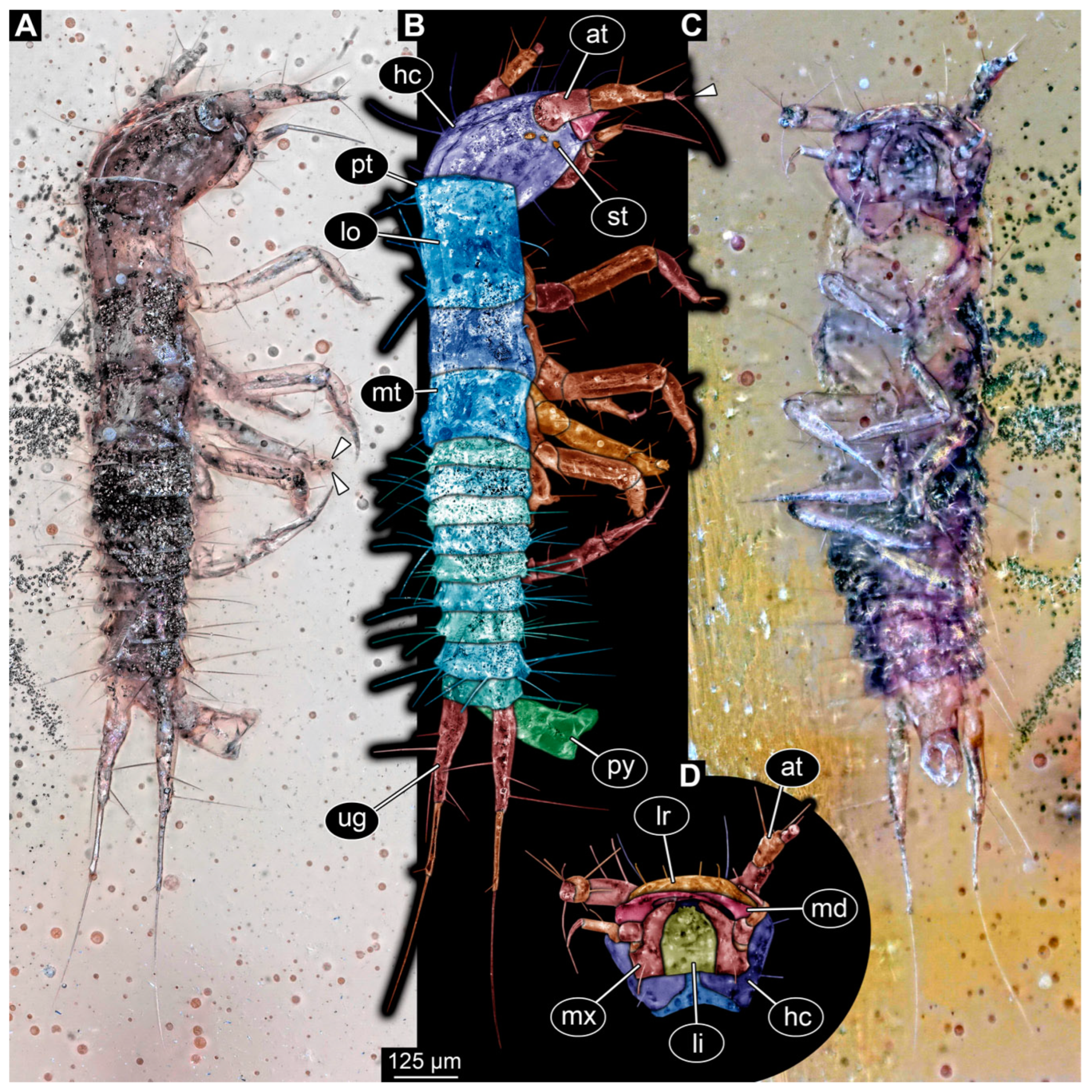 Insects 16 00910 g001 Insects 16 00910 g001