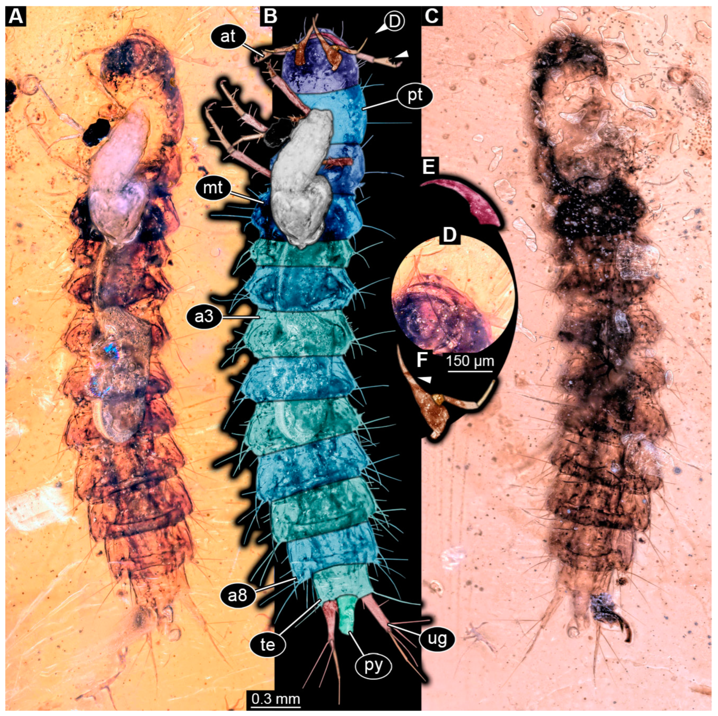 Insects 16 00910 g002 Insects 16 00910 g002