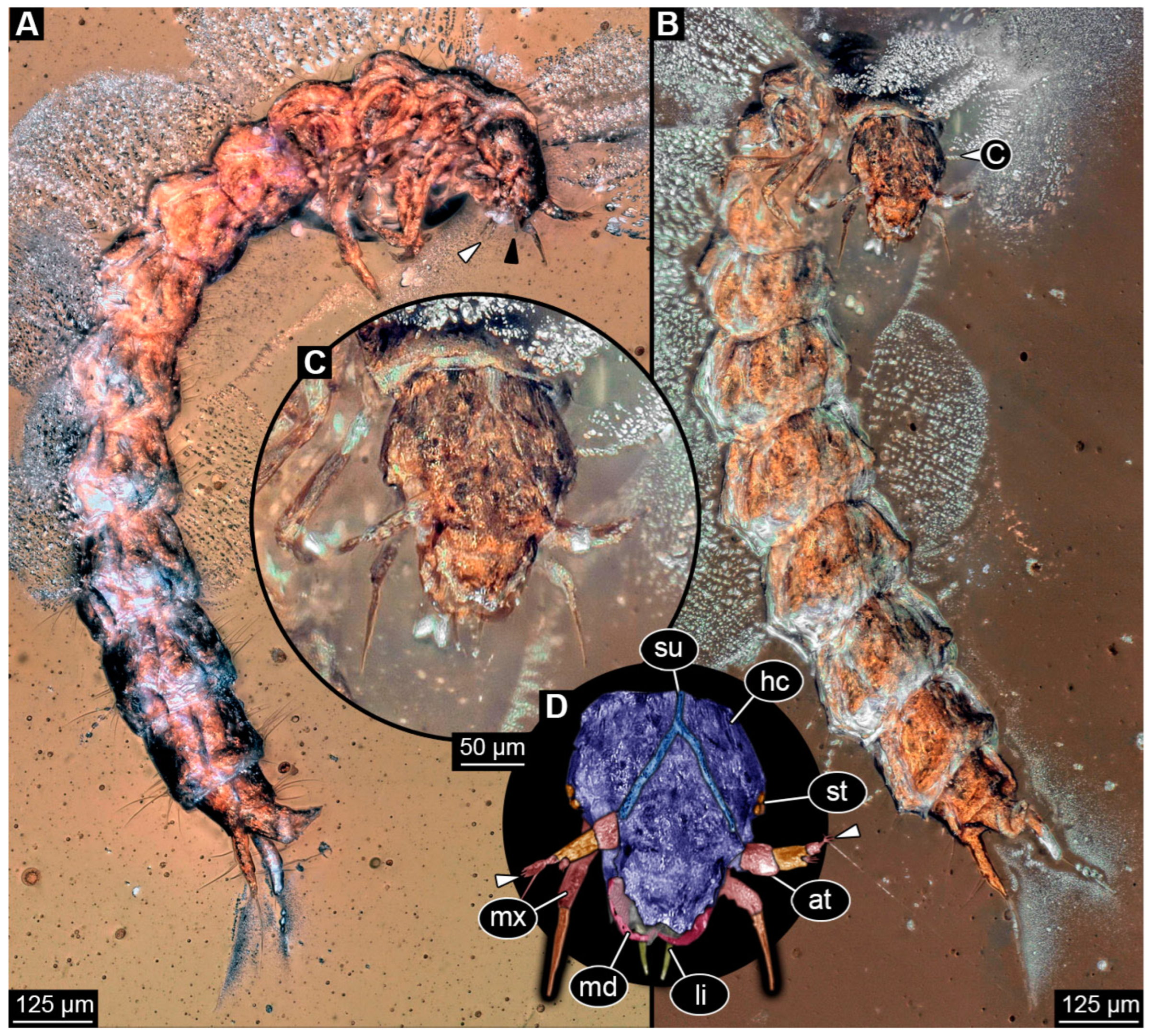 Insects 16 00910 g003 Insects 16 00910 g003
