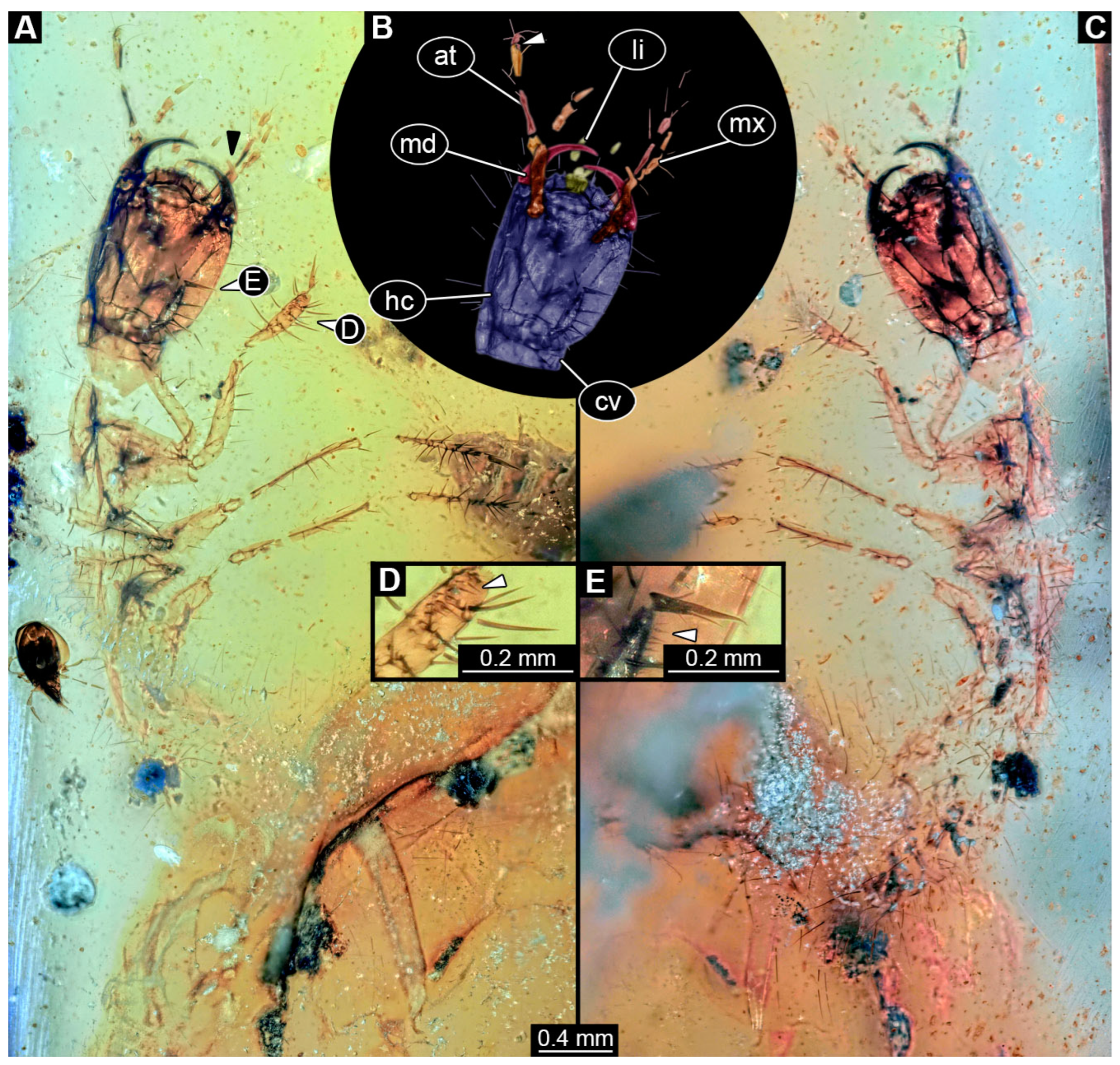 Insects 16 00910 g004 Insects 16 00910 g004