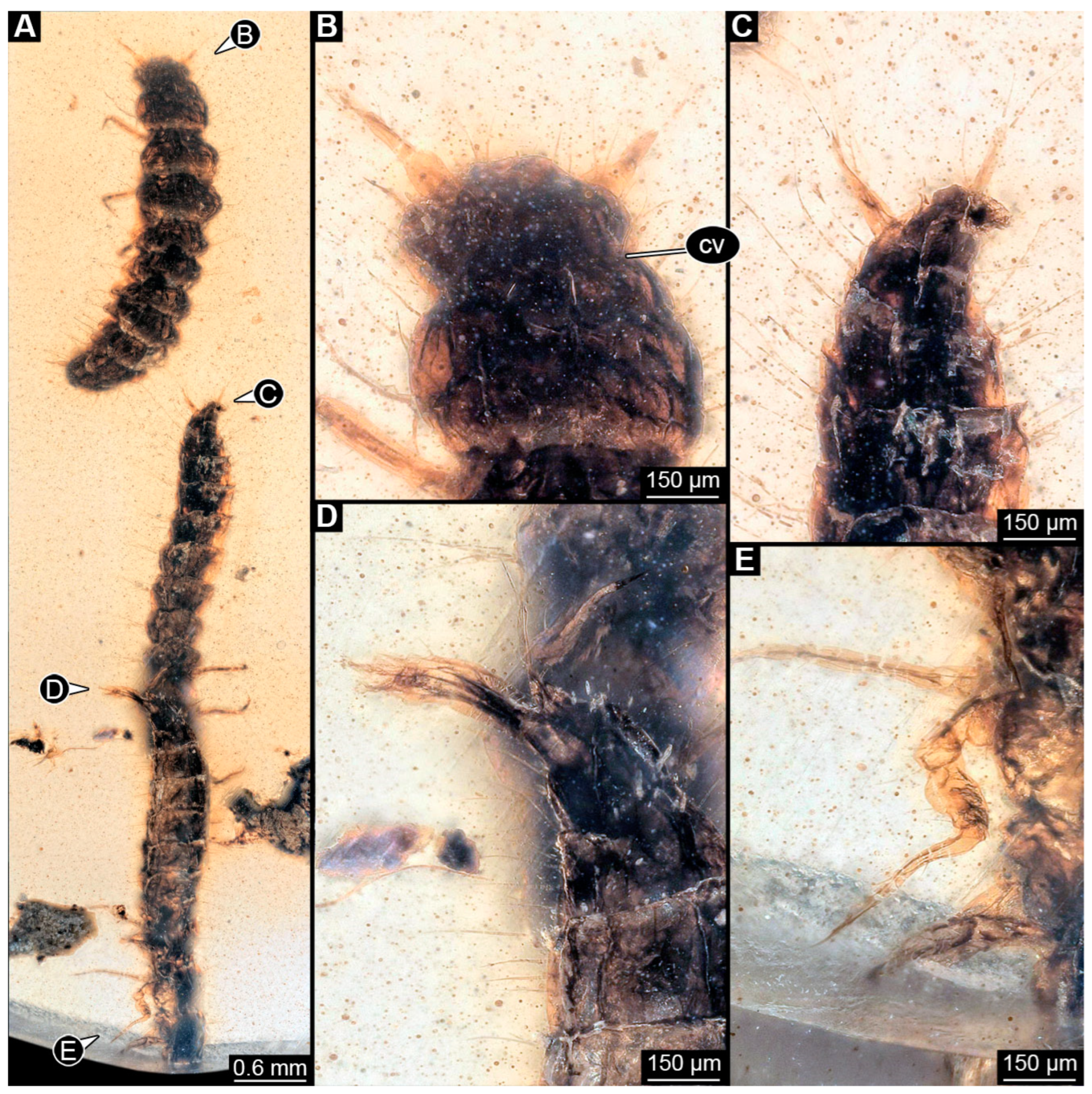 Insects 16 00910 g006 Insects 16 00910 g006