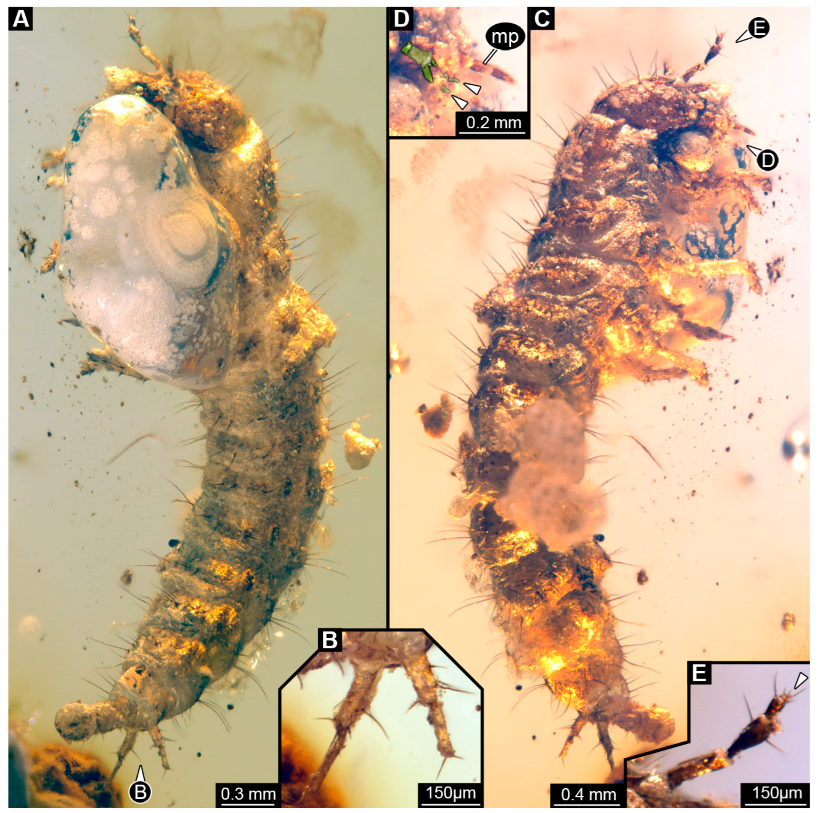 Insects 16 00910 g007 Insects 16 00910 g007