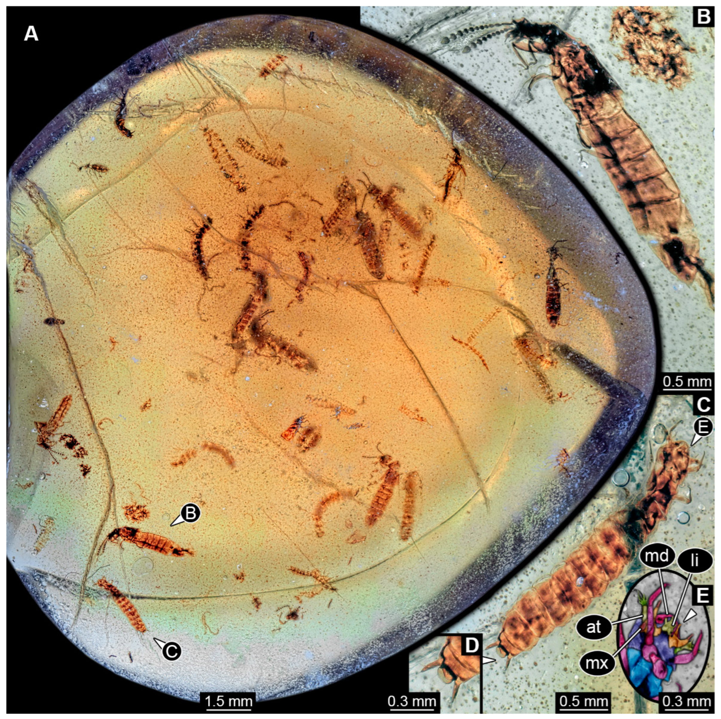 Insects 16 00910 g008 Insects 16 00910 g008