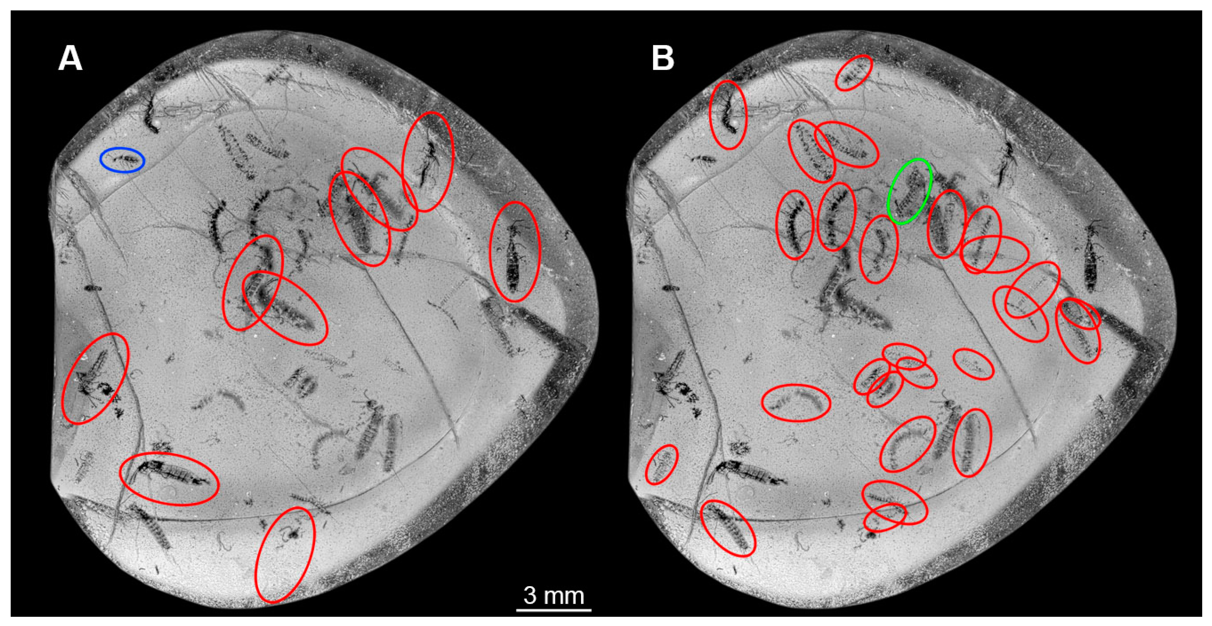 Insects 16 00910 g009 Insects 16 00910 g009