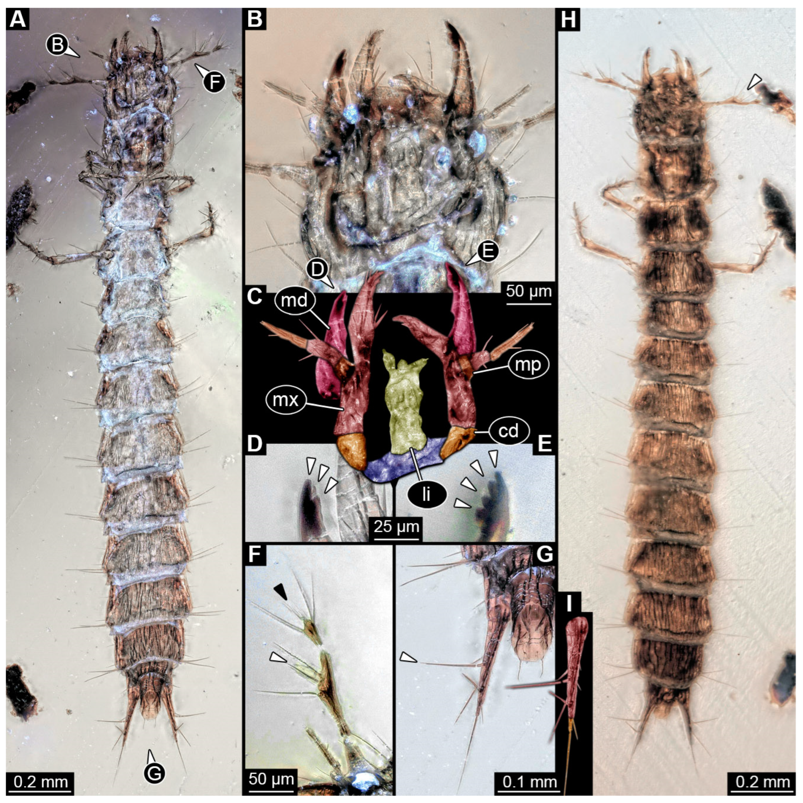 Insects 16 00910 g010 Insects 16 00910 g010