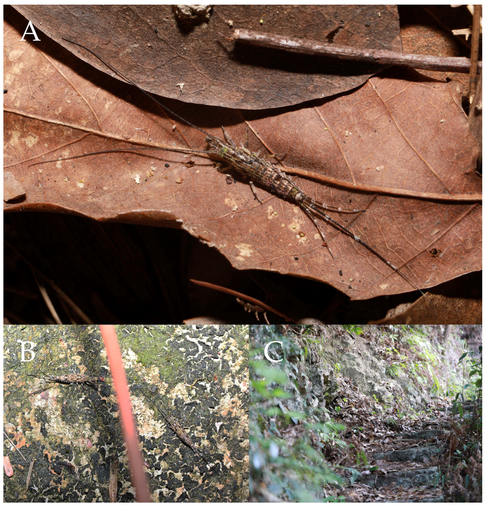 Insects 16 00916 g001