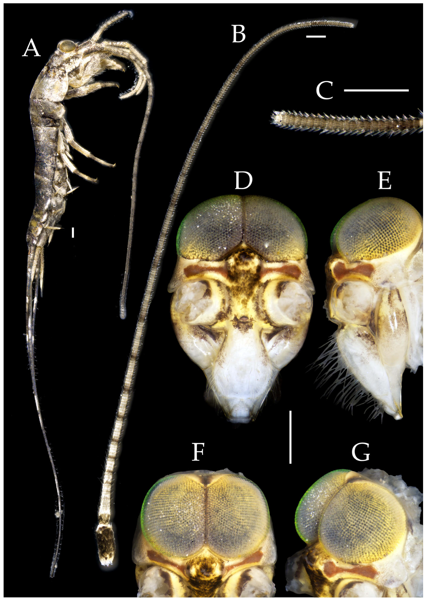 Insects 16 00916 g002