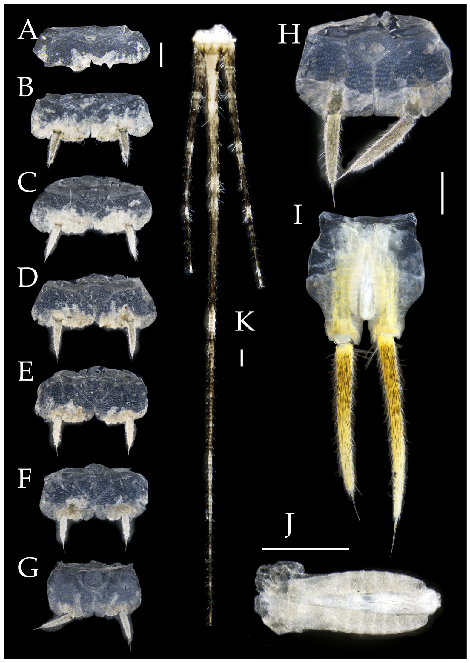 Insects 16 00916 g004
