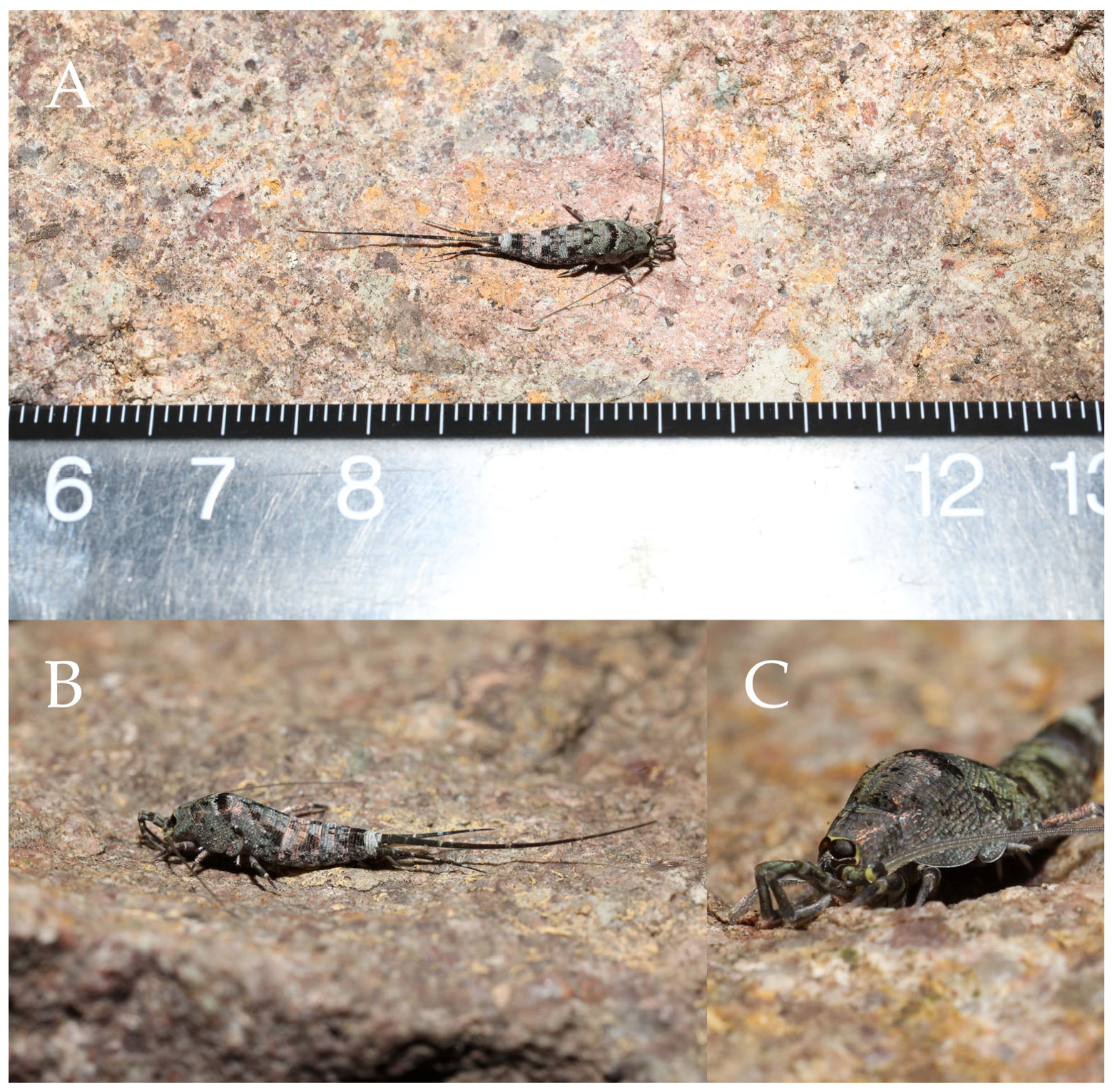 Insects 16 00916 g007