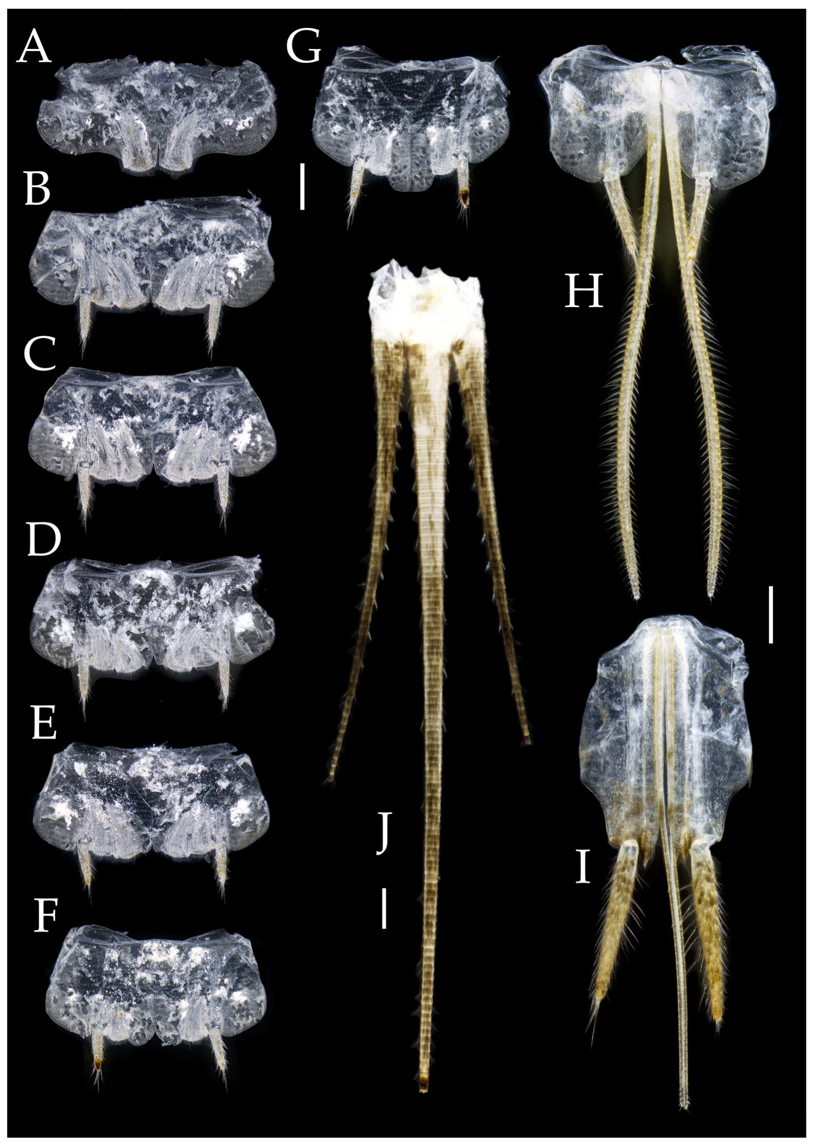 Insects 16 00916 g010