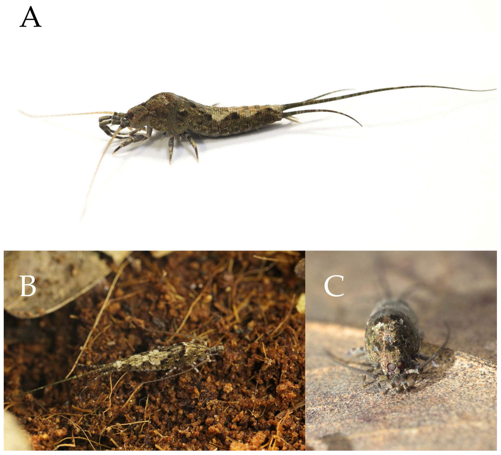 Insects 16 00916 g013