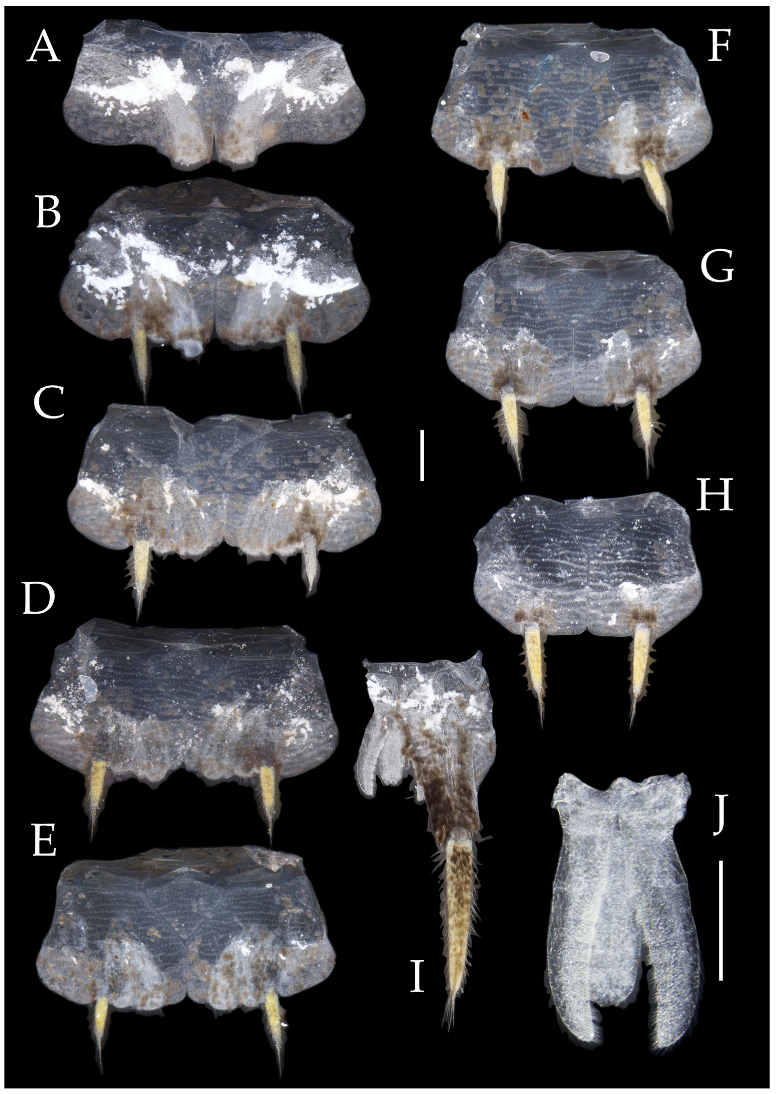 Insects 16 00916 g016