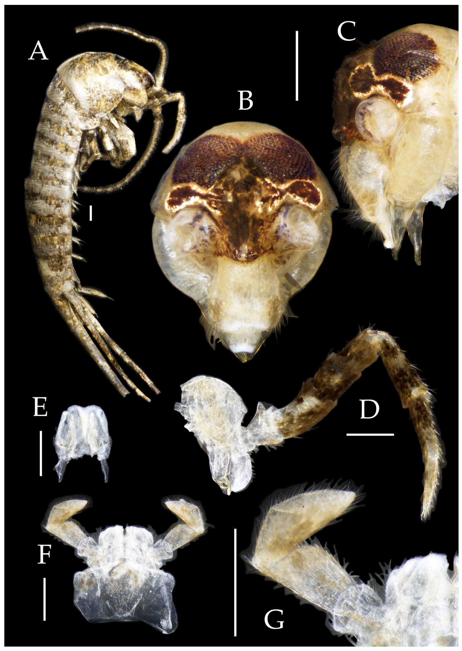 Insects 16 00916 g017