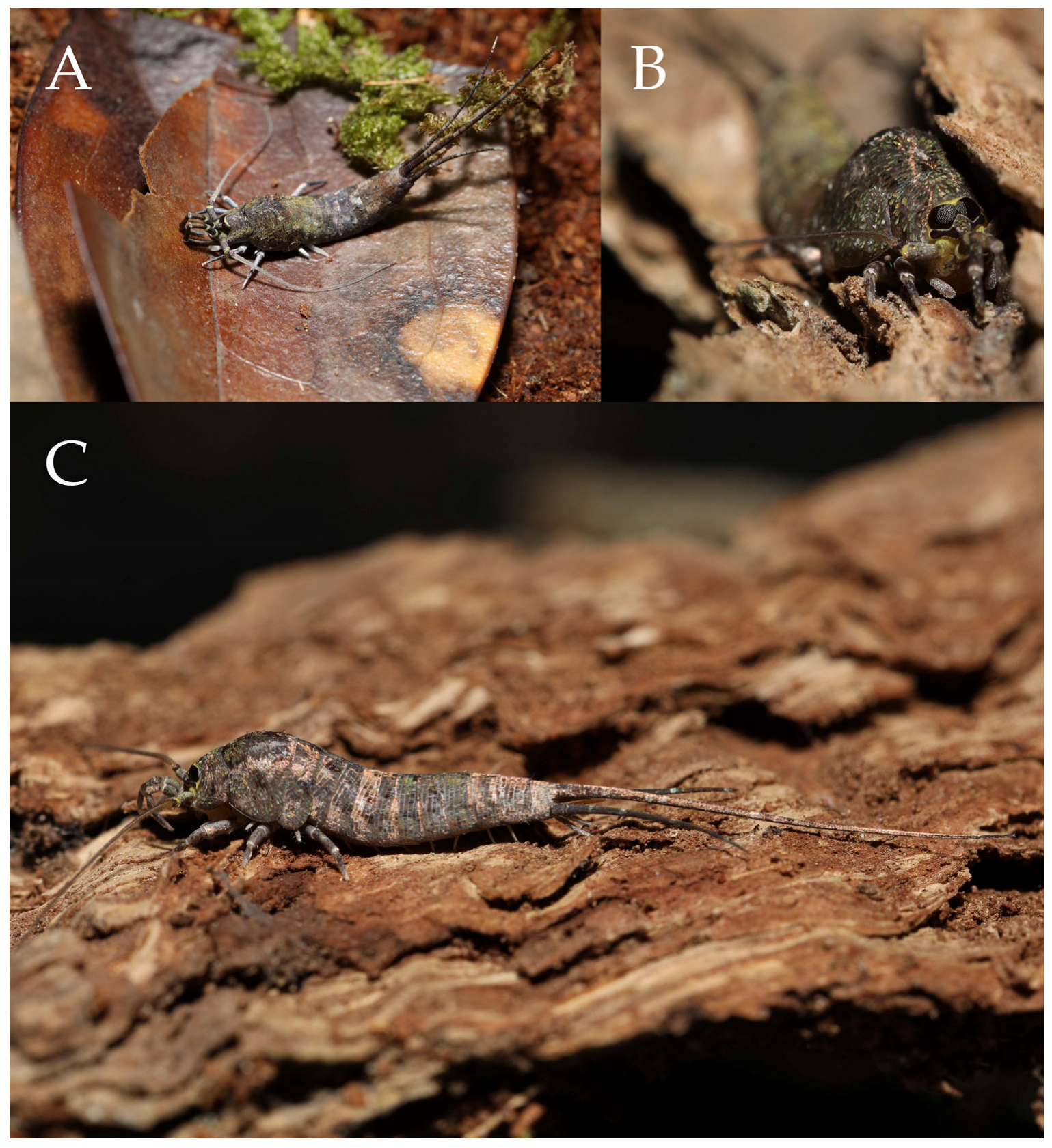 Insects 16 00916 g019