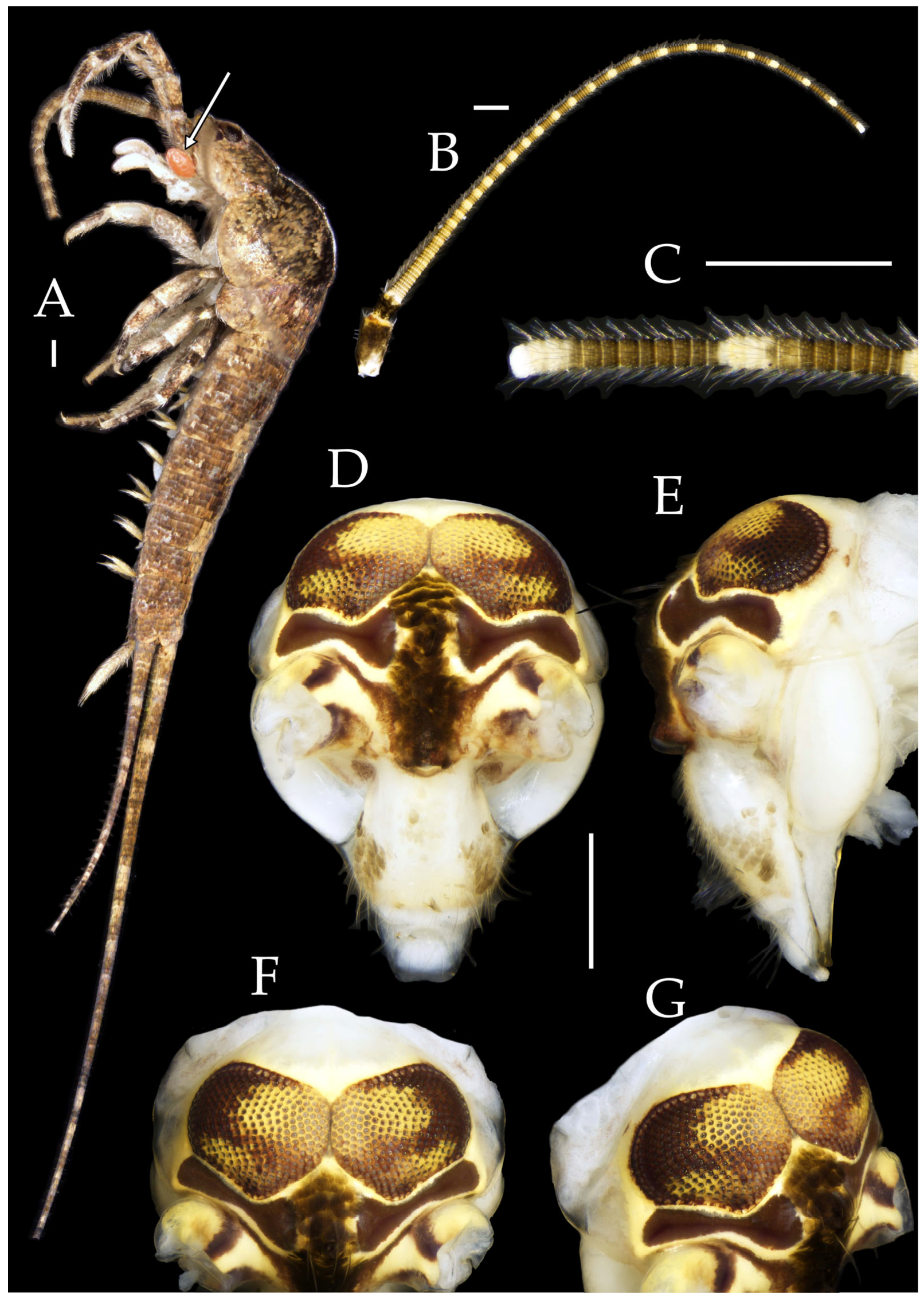 Insects 16 00916 g029